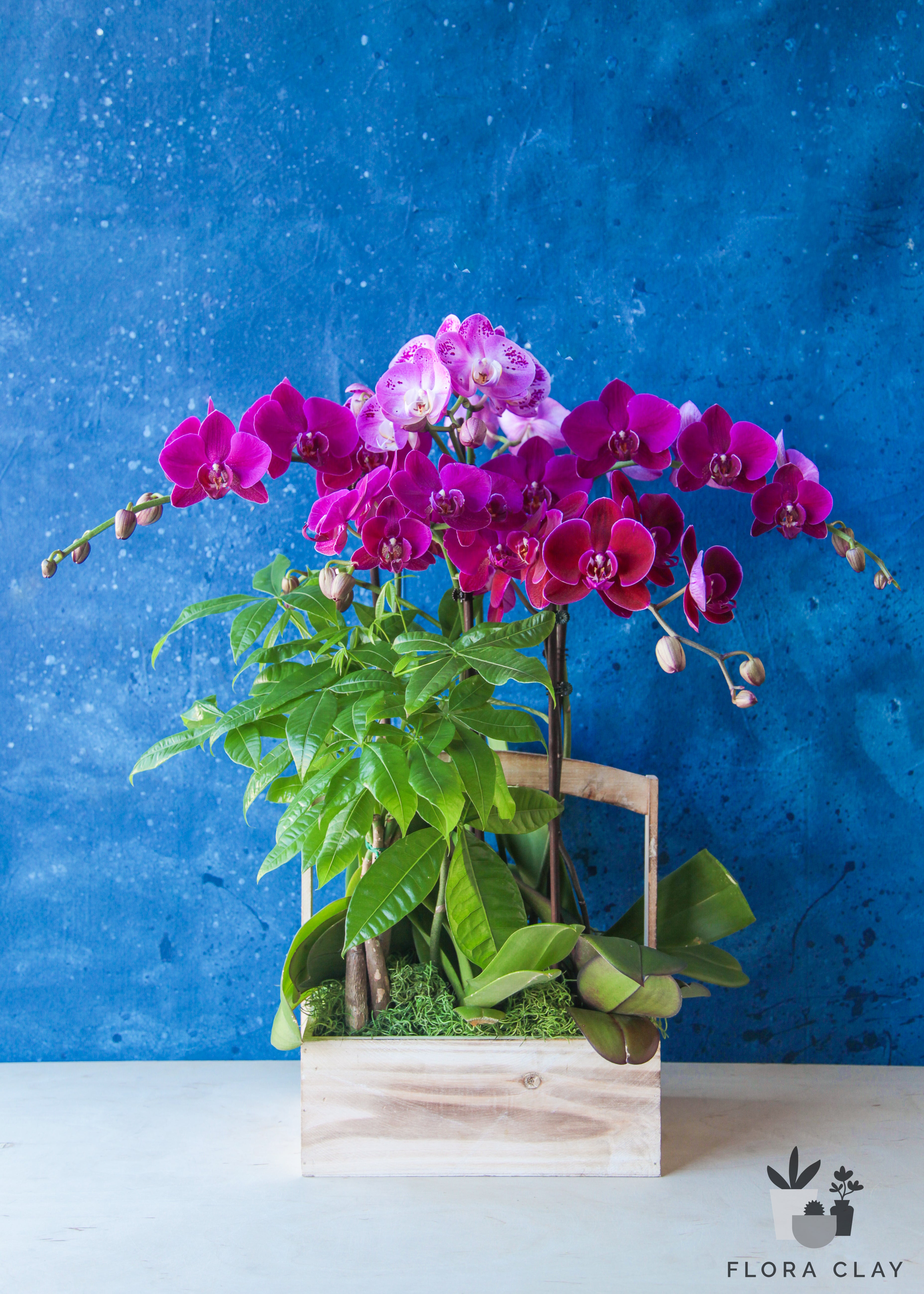 flora-box-orchid-arrangement-floraclay-1.jpg