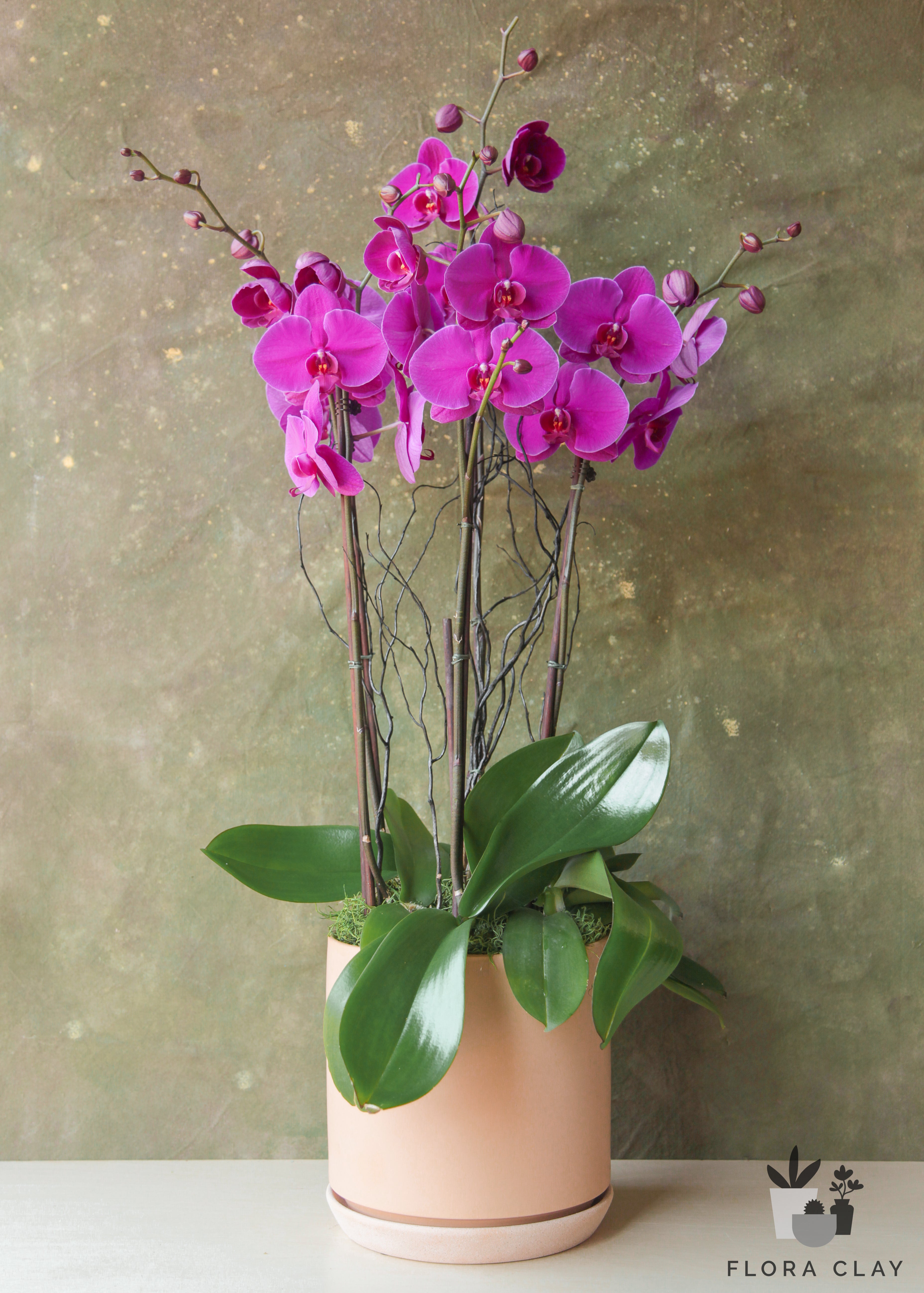 francesca-orchid-arrangement-floraclay-1.jpg