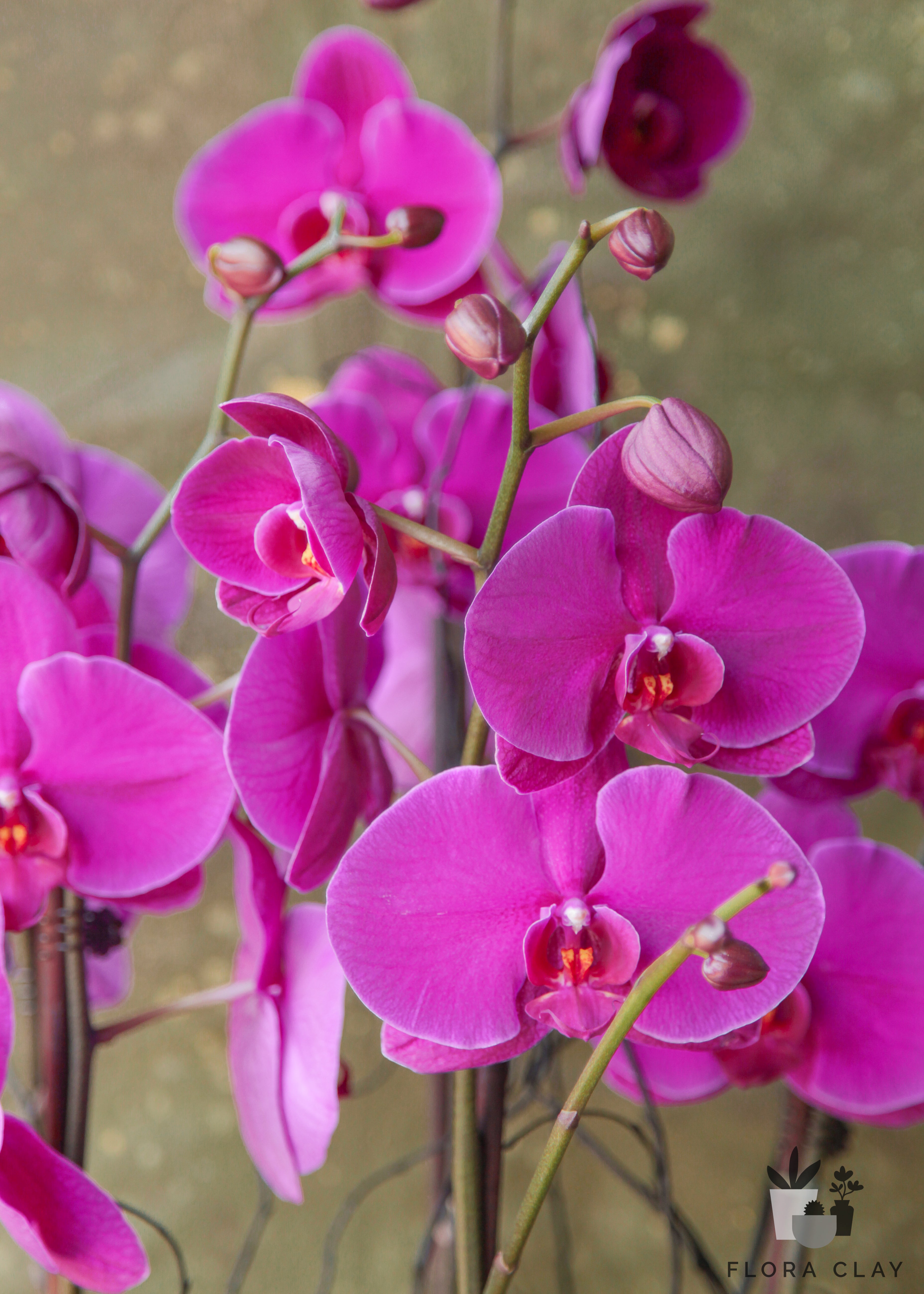 francesca-orchid-arrangement-floraclay-5.jpg