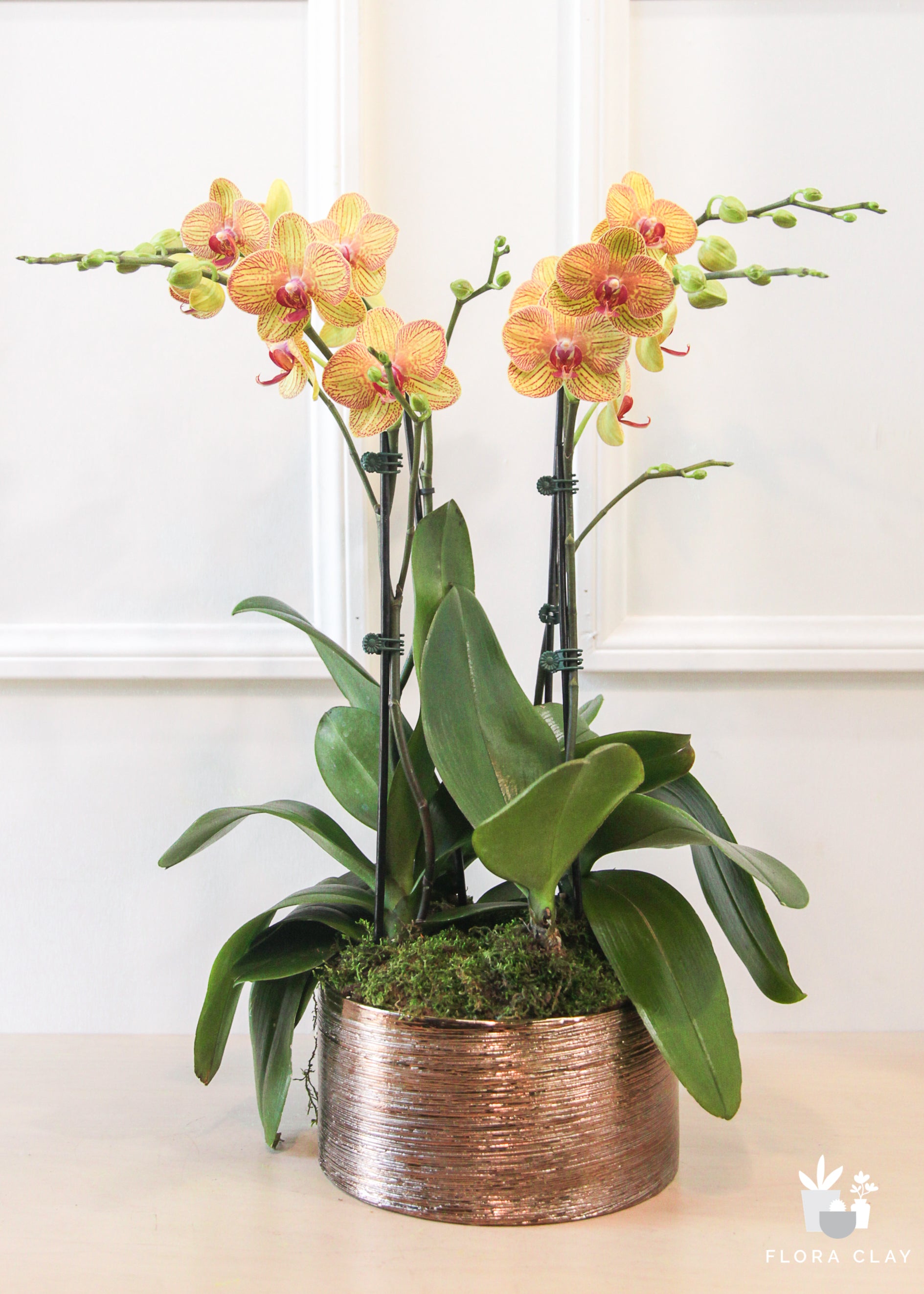 franksinatra-orchid-arrangement-renewed-floraclay-1.jpg