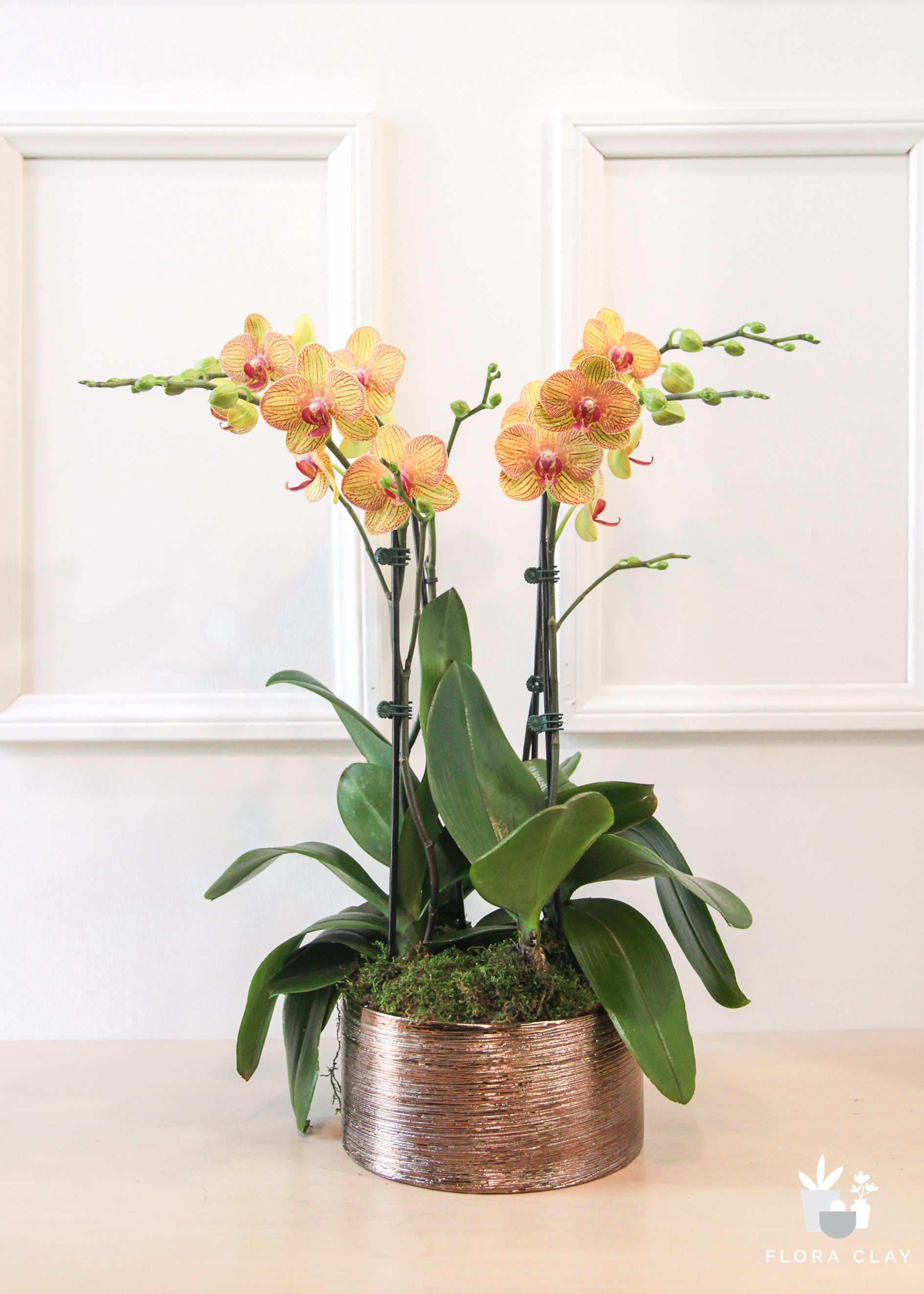franksinatra-orchid-arrangement-renewed-floraclay-2.jpg