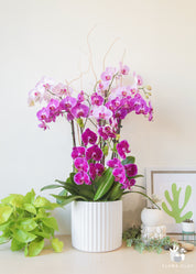 A vibrant orchid arrangement with pink and white flowers in a white ceramic pot, displayed in a home setting.