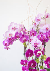 fruitful orchid arrangement