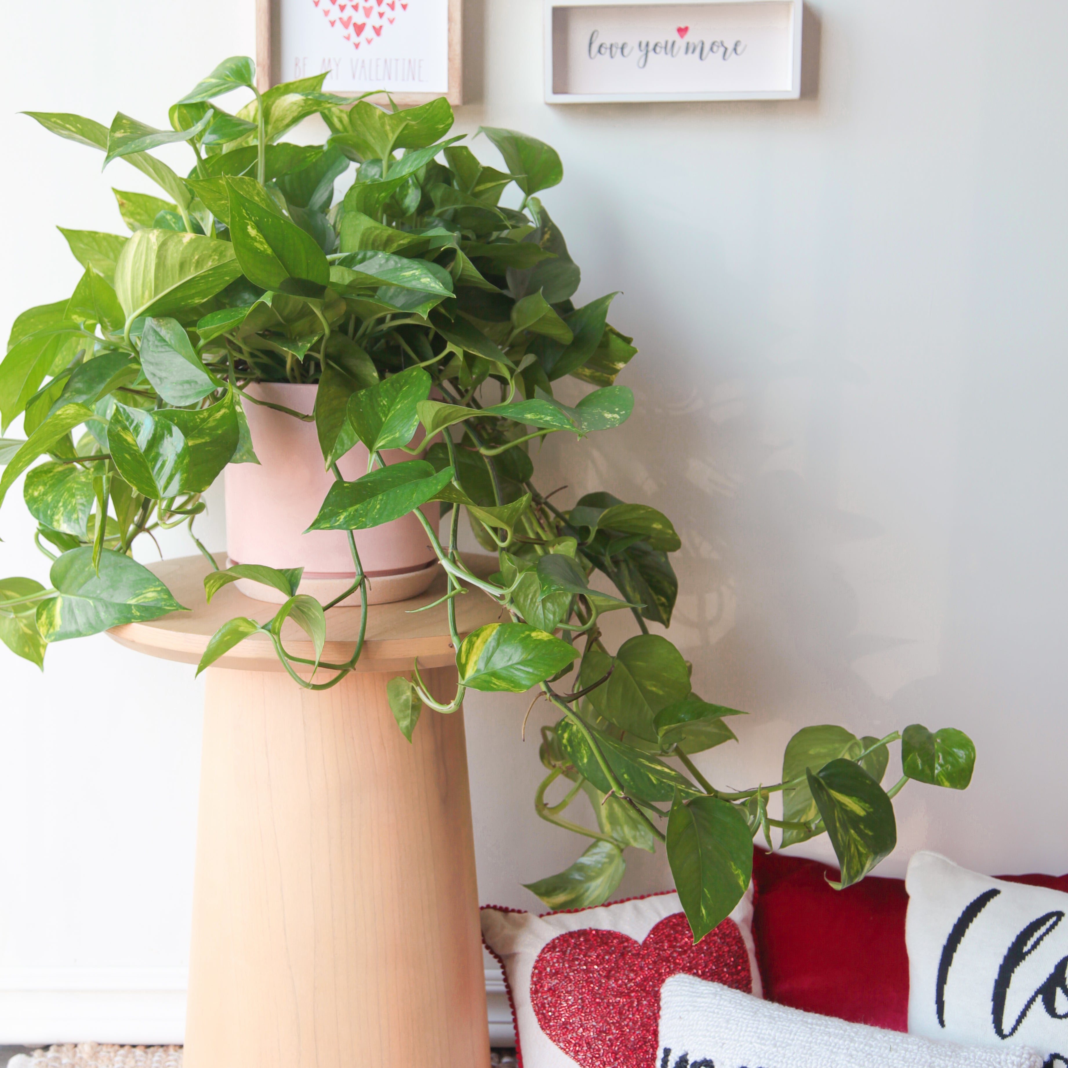 golden-Ps-plant-floraclay-1.jpg