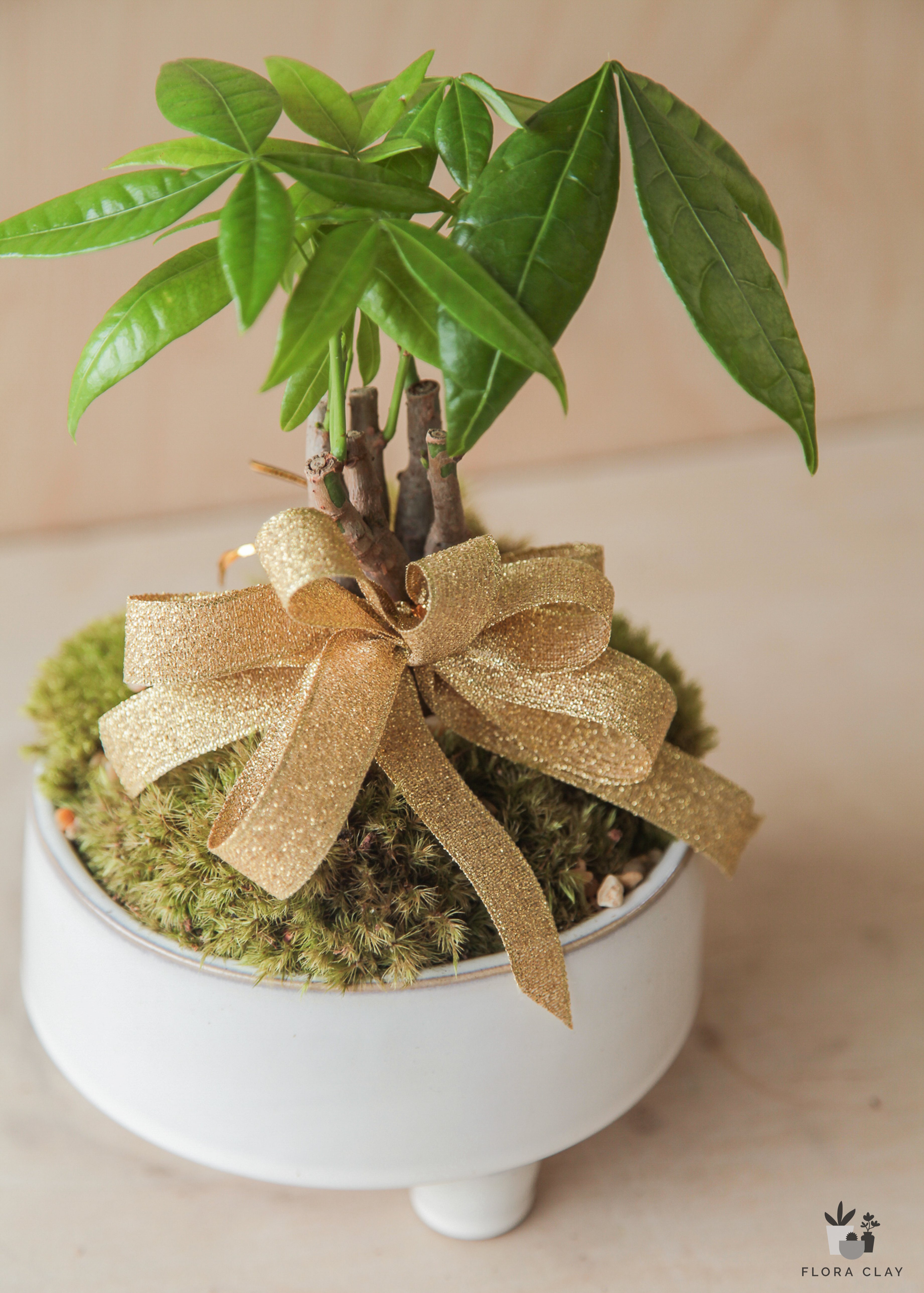 golden-bow-plant-arrangement-floraclay-1.jpg