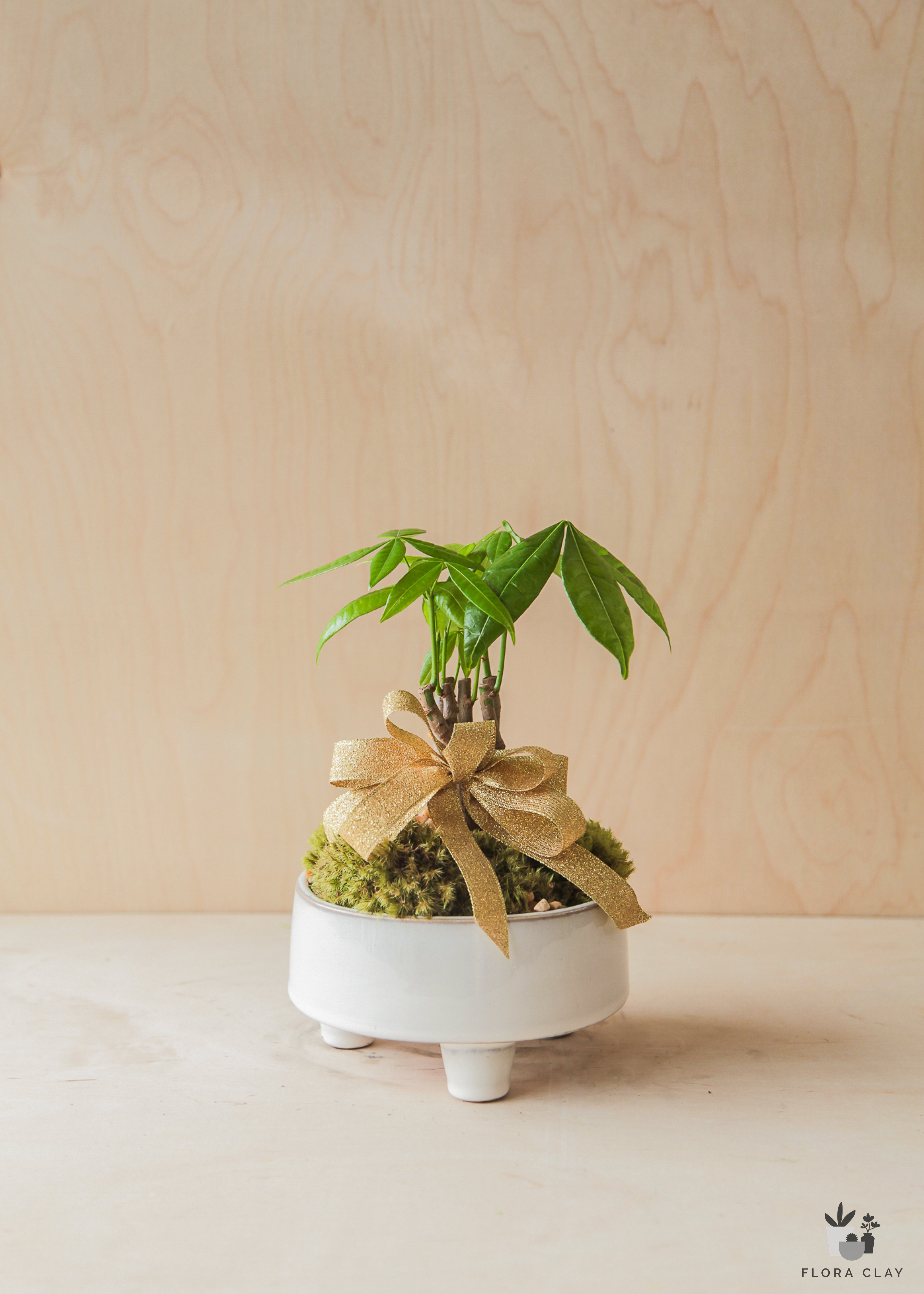 golden-bow-plant-arrangement-floraclay-3.jpg