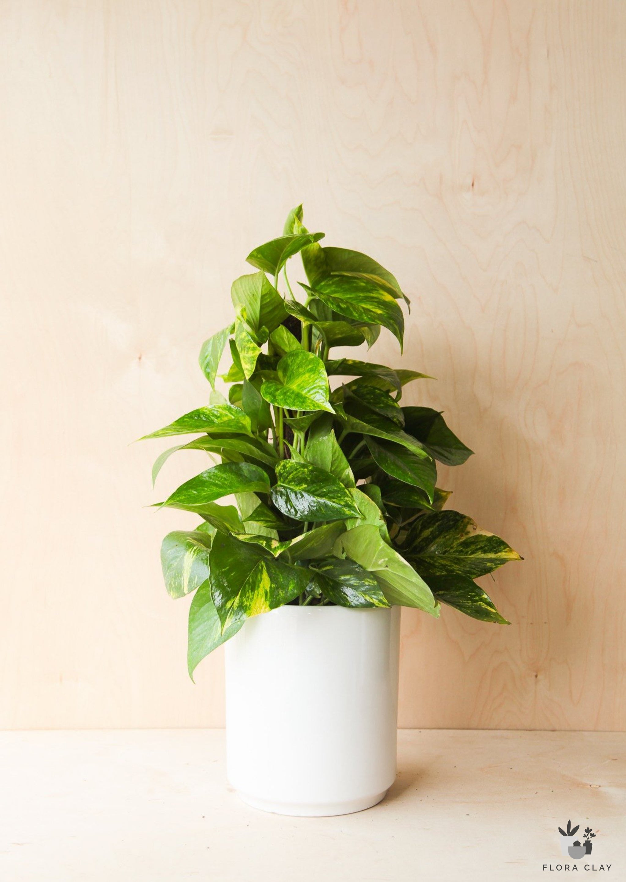 golden pothos watering schedule Golden Pothos