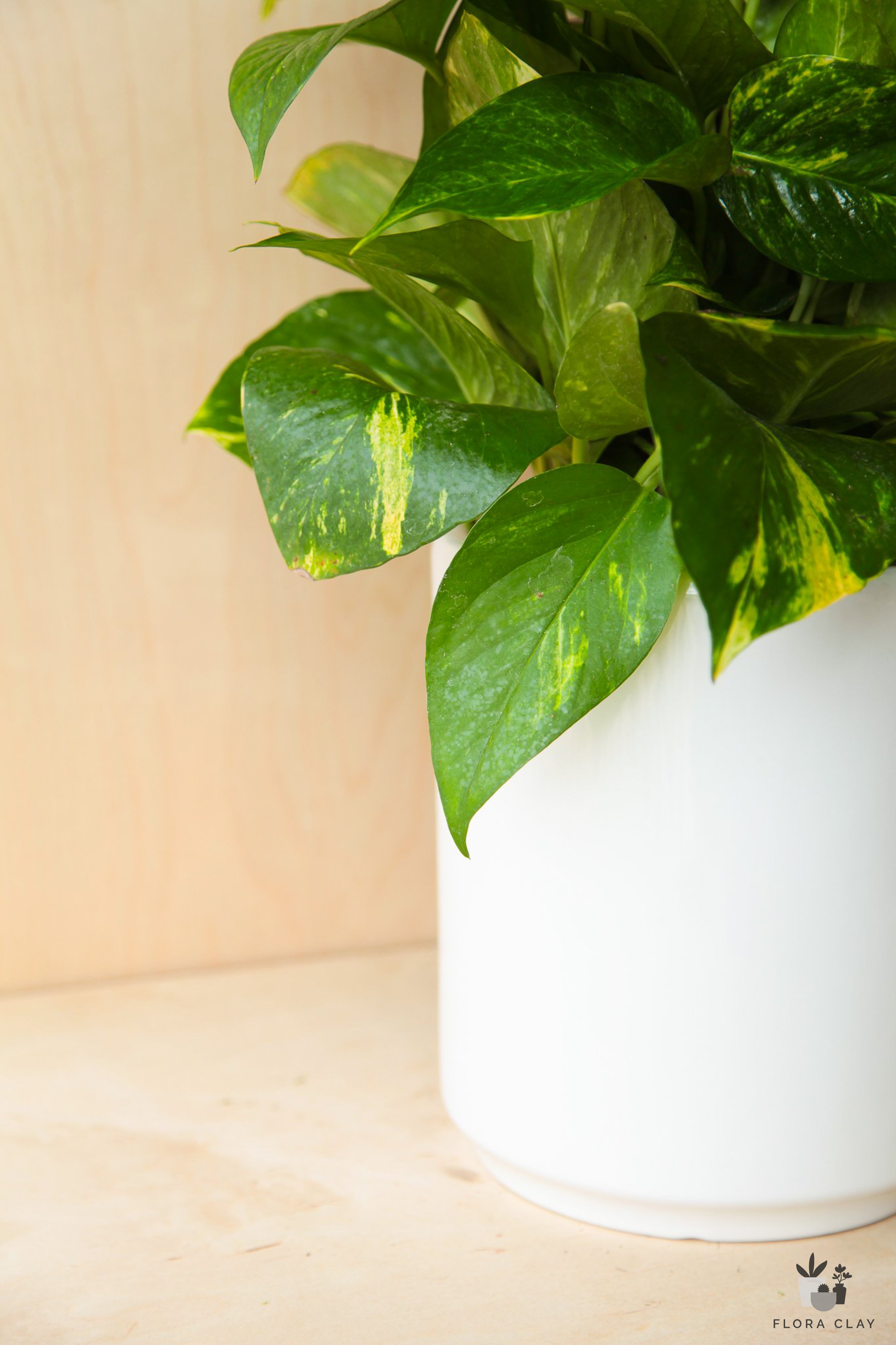 legacies pothos Golden Pothos