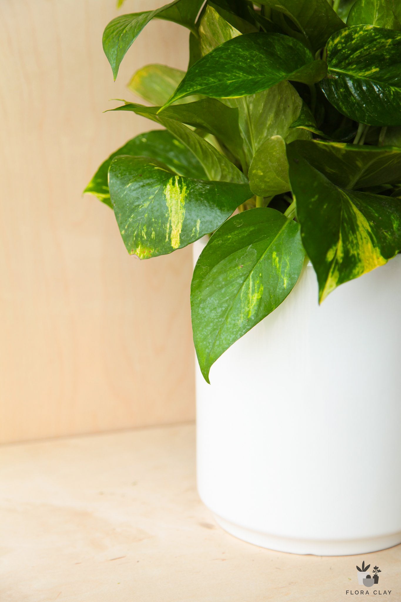 pothos in clay pot Golden Pothos