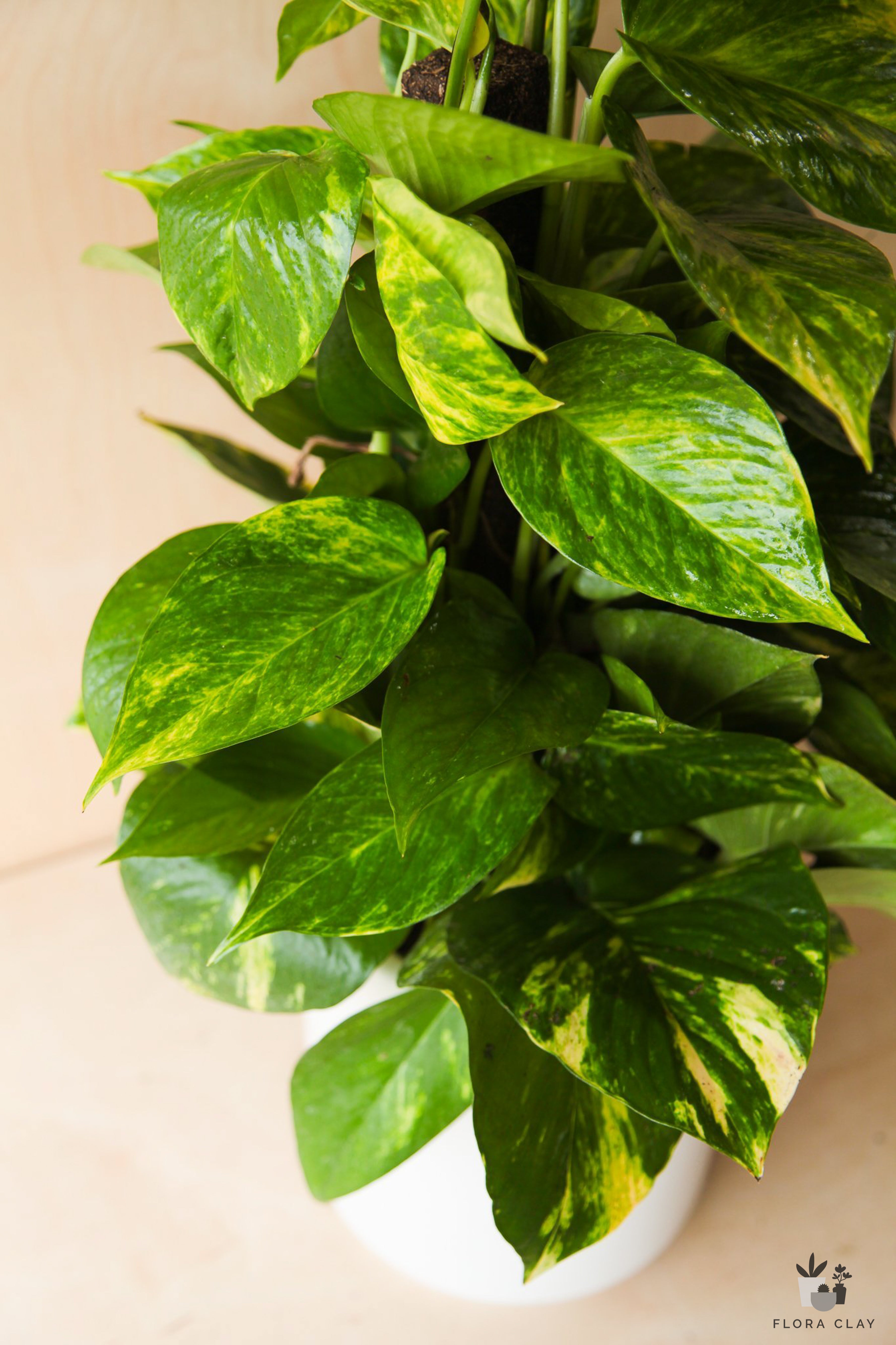 legacies pothos Golden Pothos