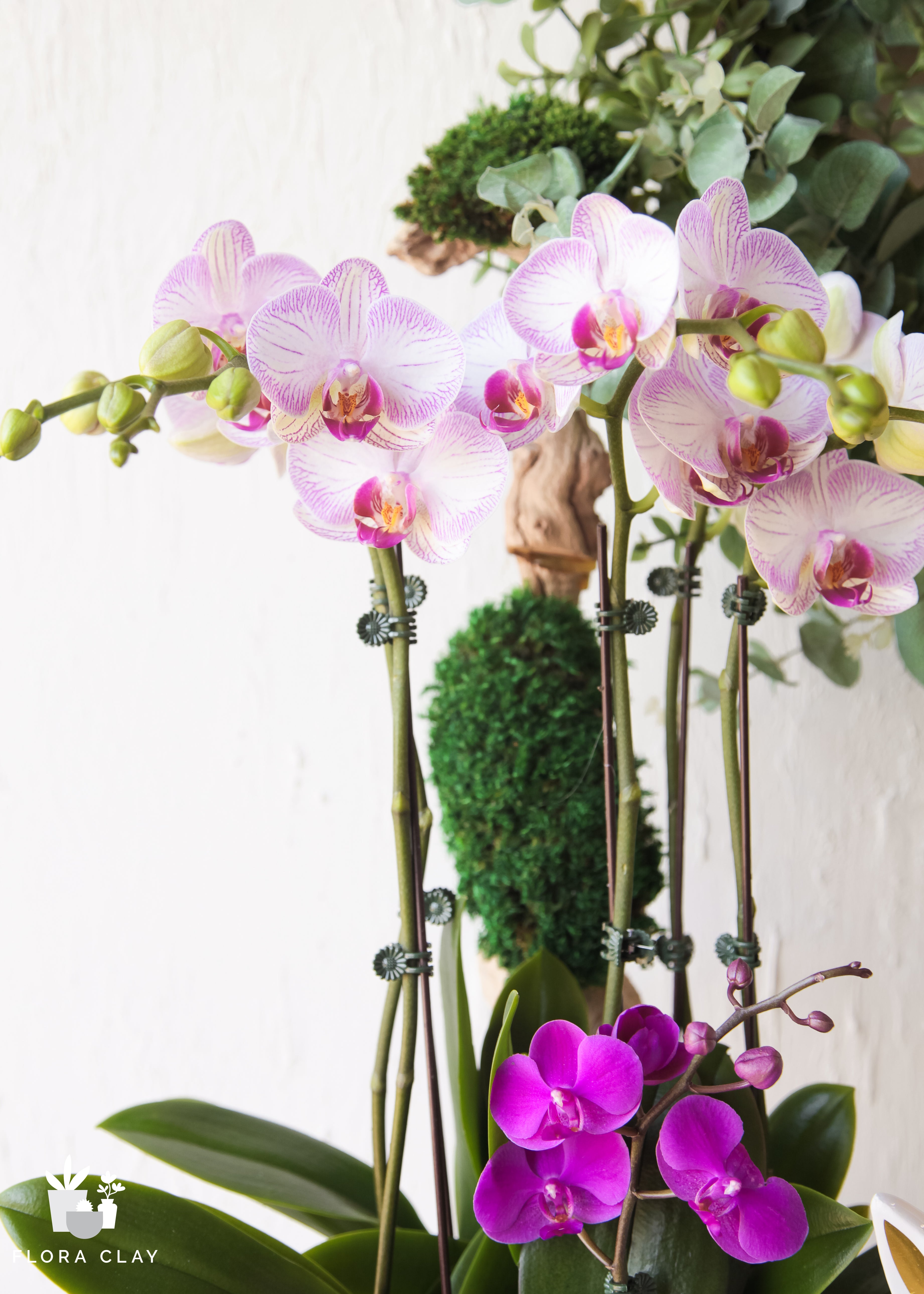 healer-orchid-floraclay-2.jpg