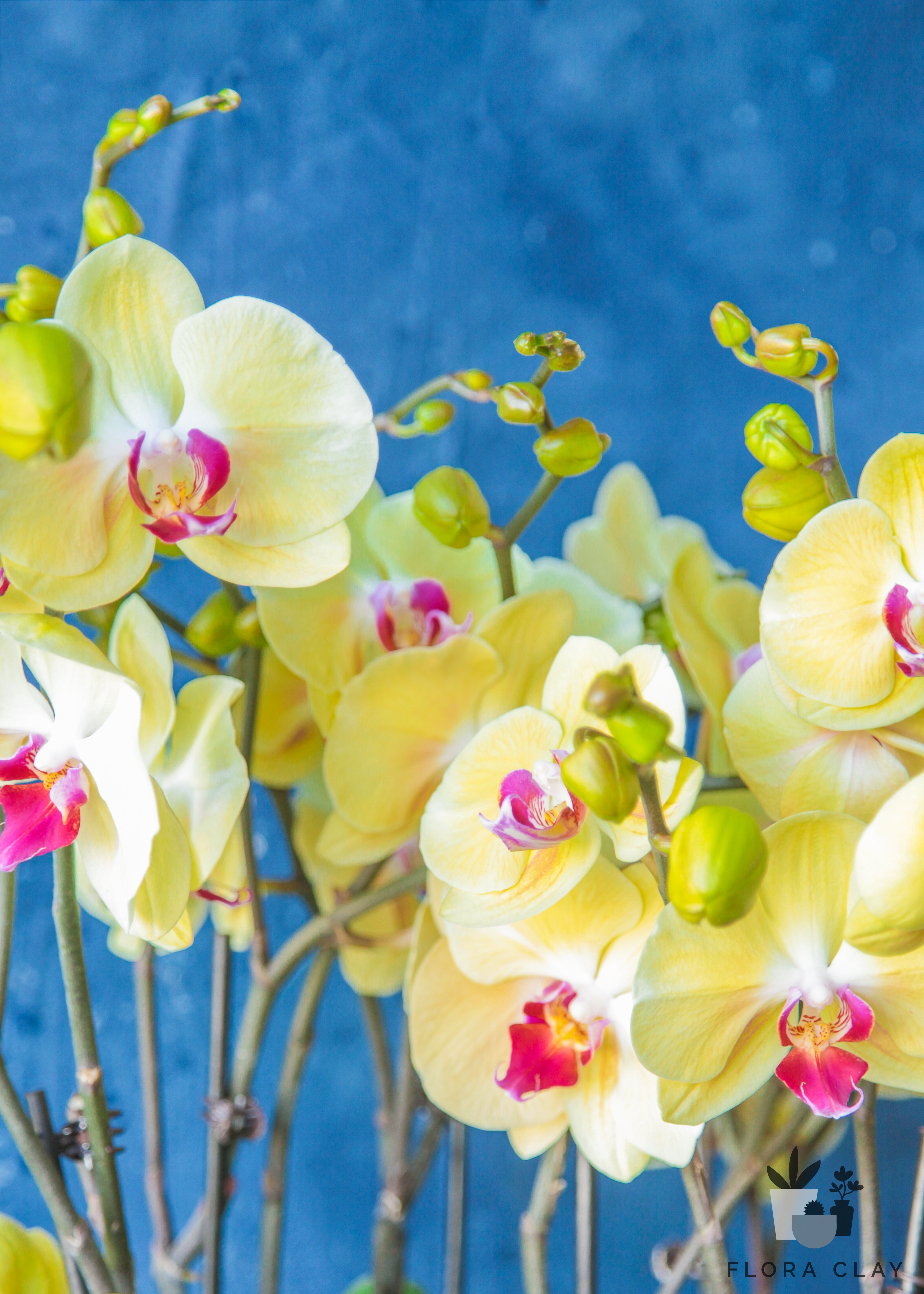 hello-yellow-orchid-arrangement-floraclay-3.jpg
