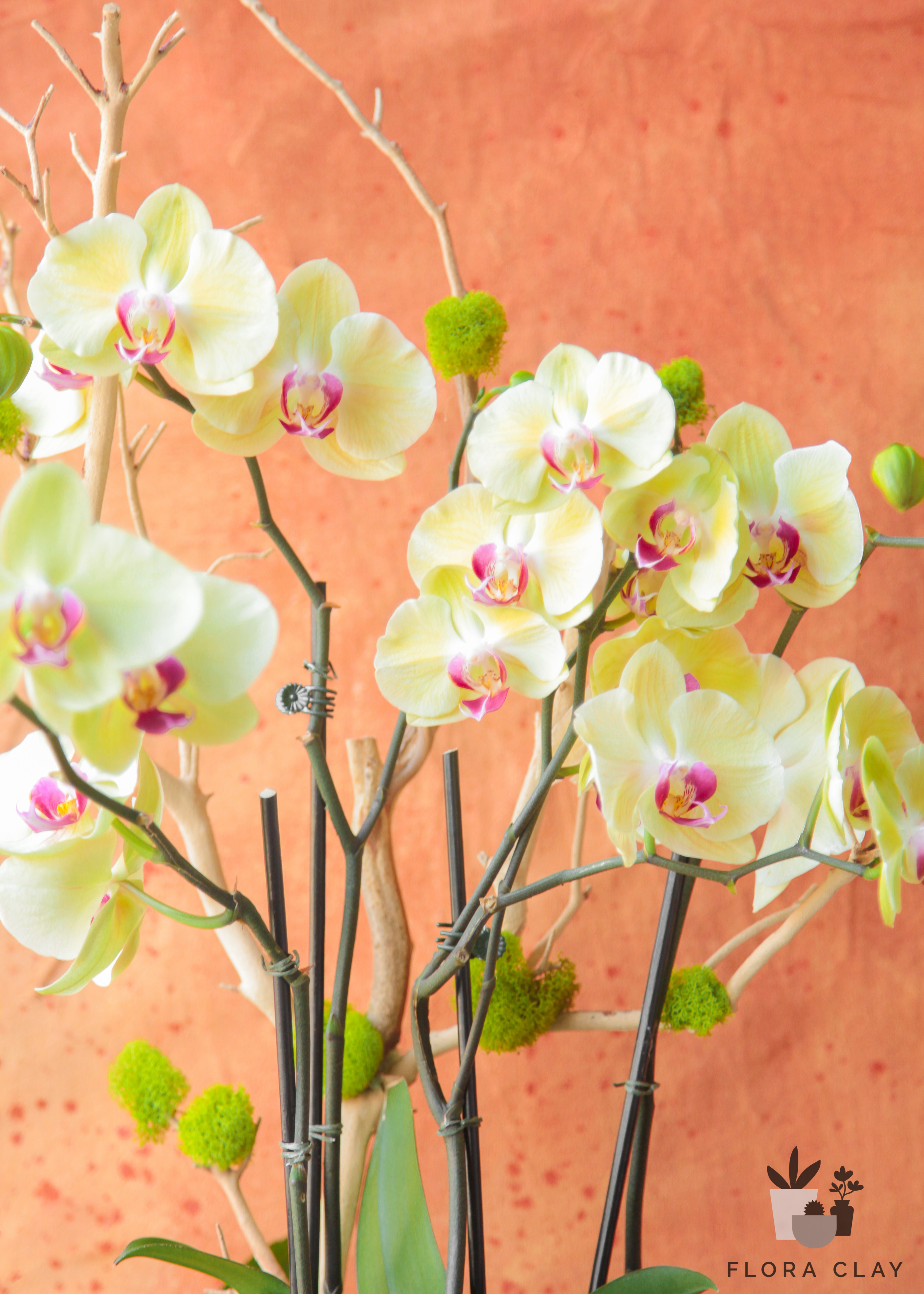 hera-orchid-arrangement-floraclay-1.jpg