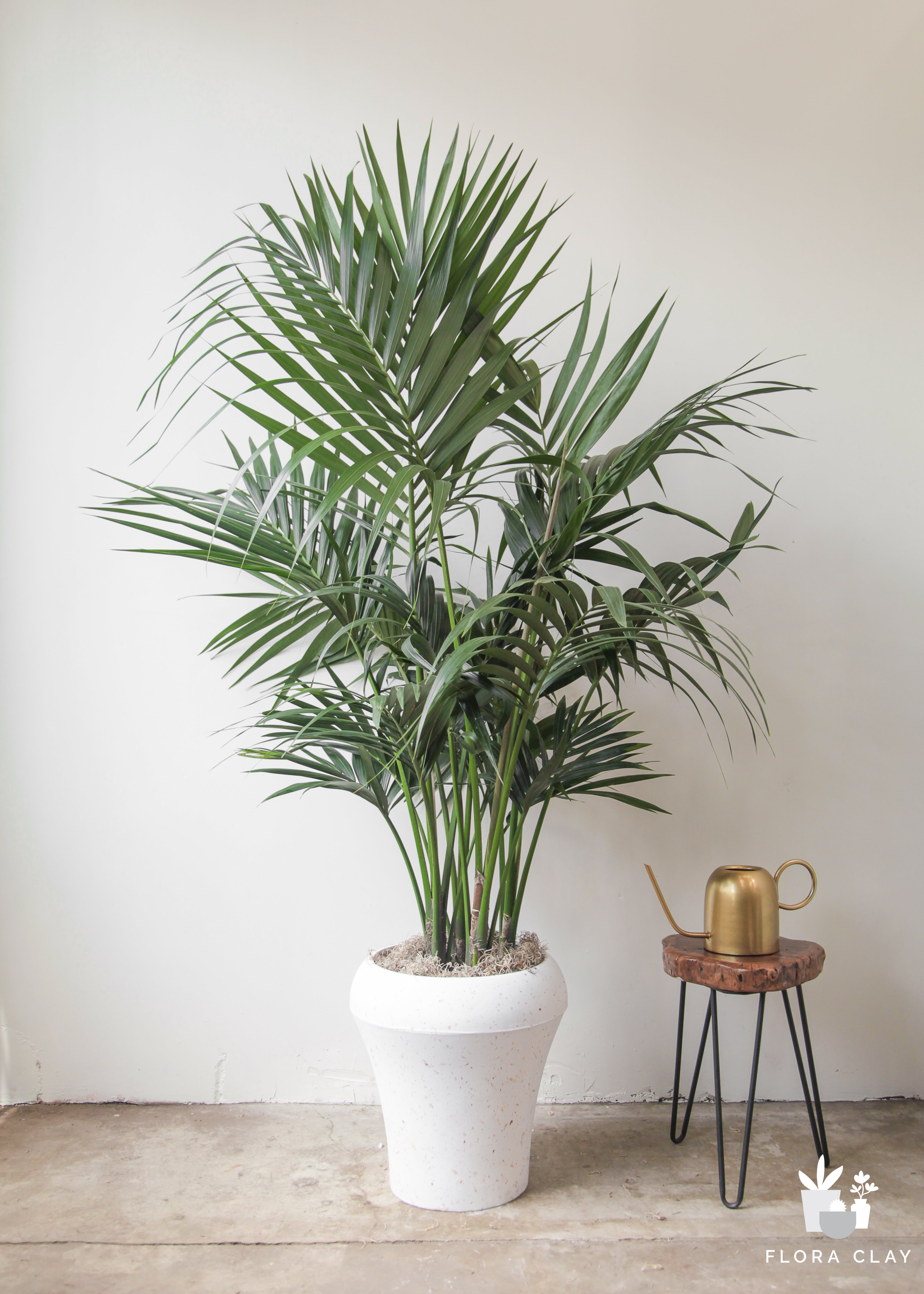 howea-plant-arrangement-floraclay-1.jpg
