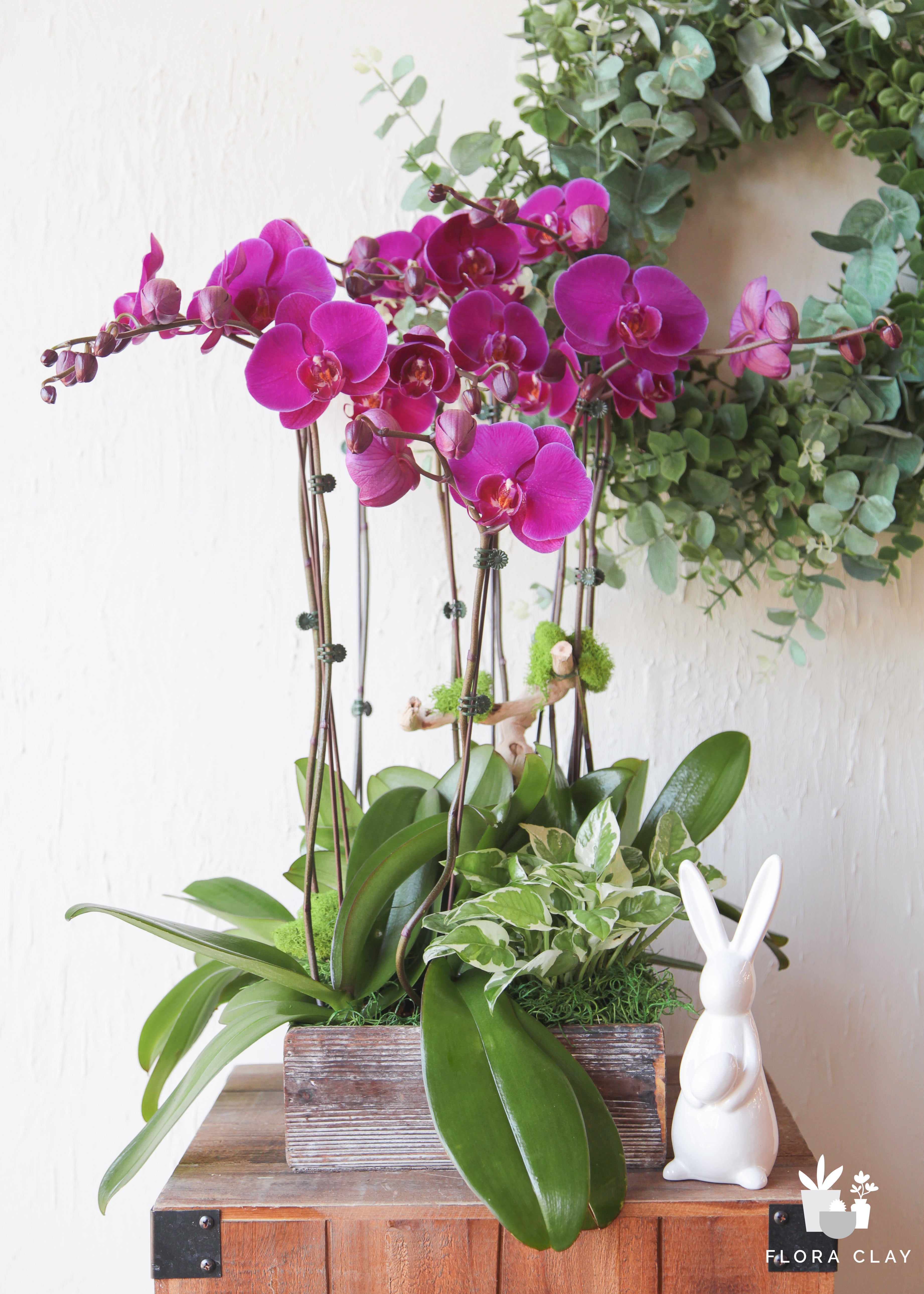 joice-orchid-floraclay-1.jpg