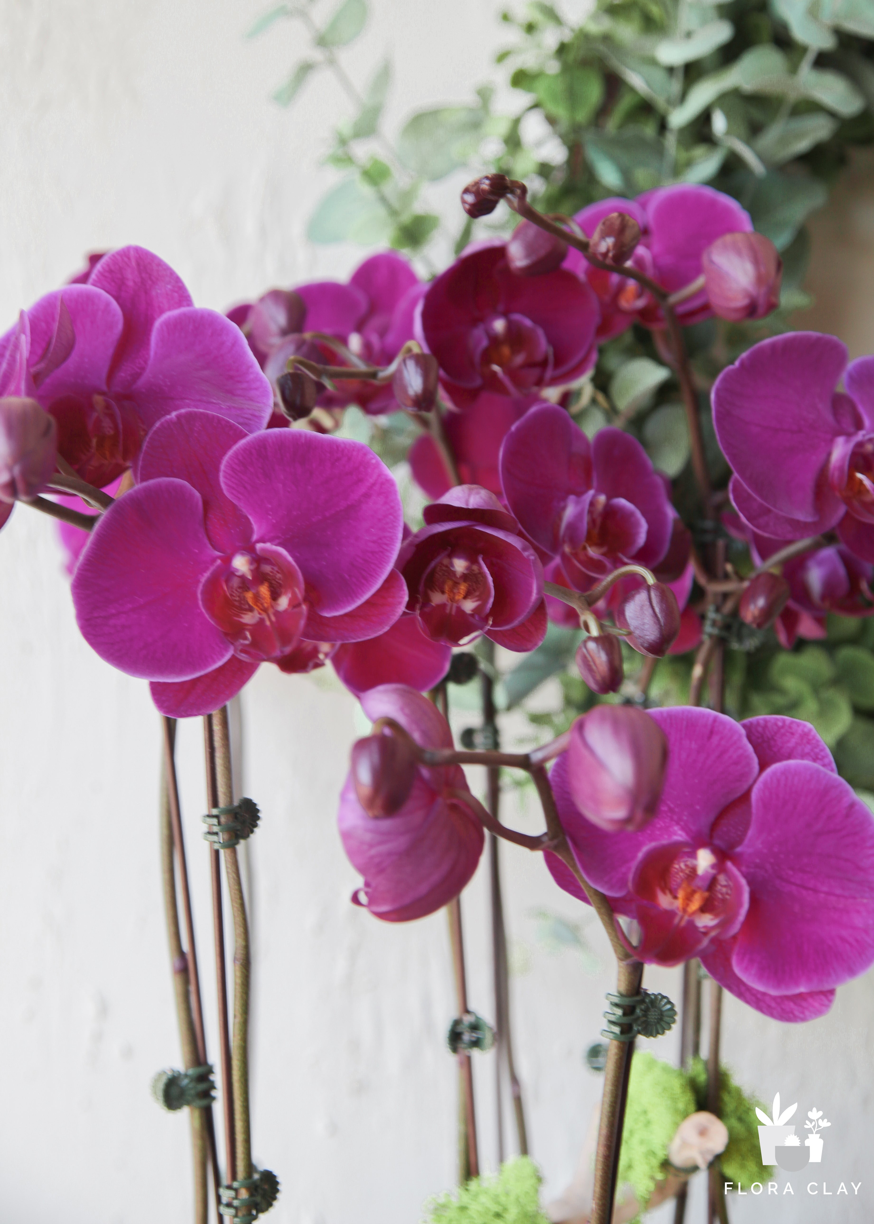 joice-orchid-floraclay-4.jpg