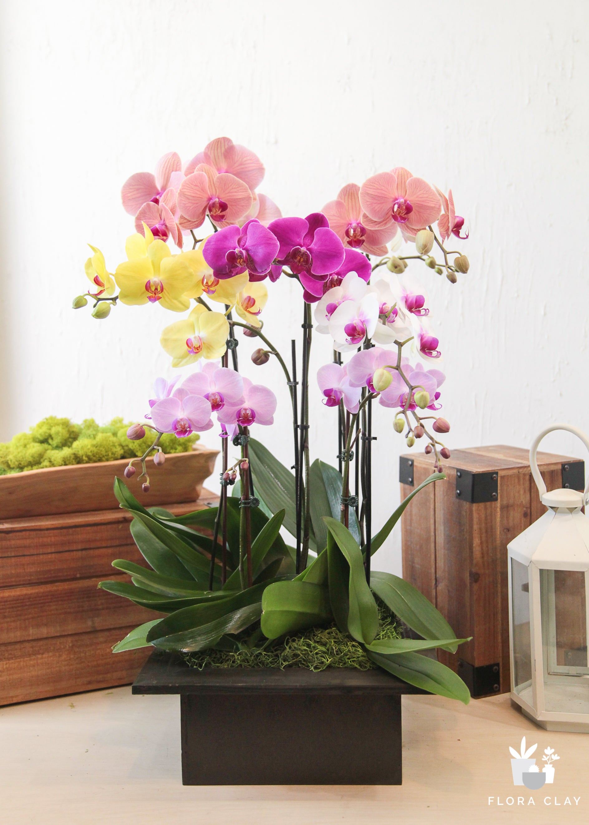 joyful-orchid-floraclay-1.jpg