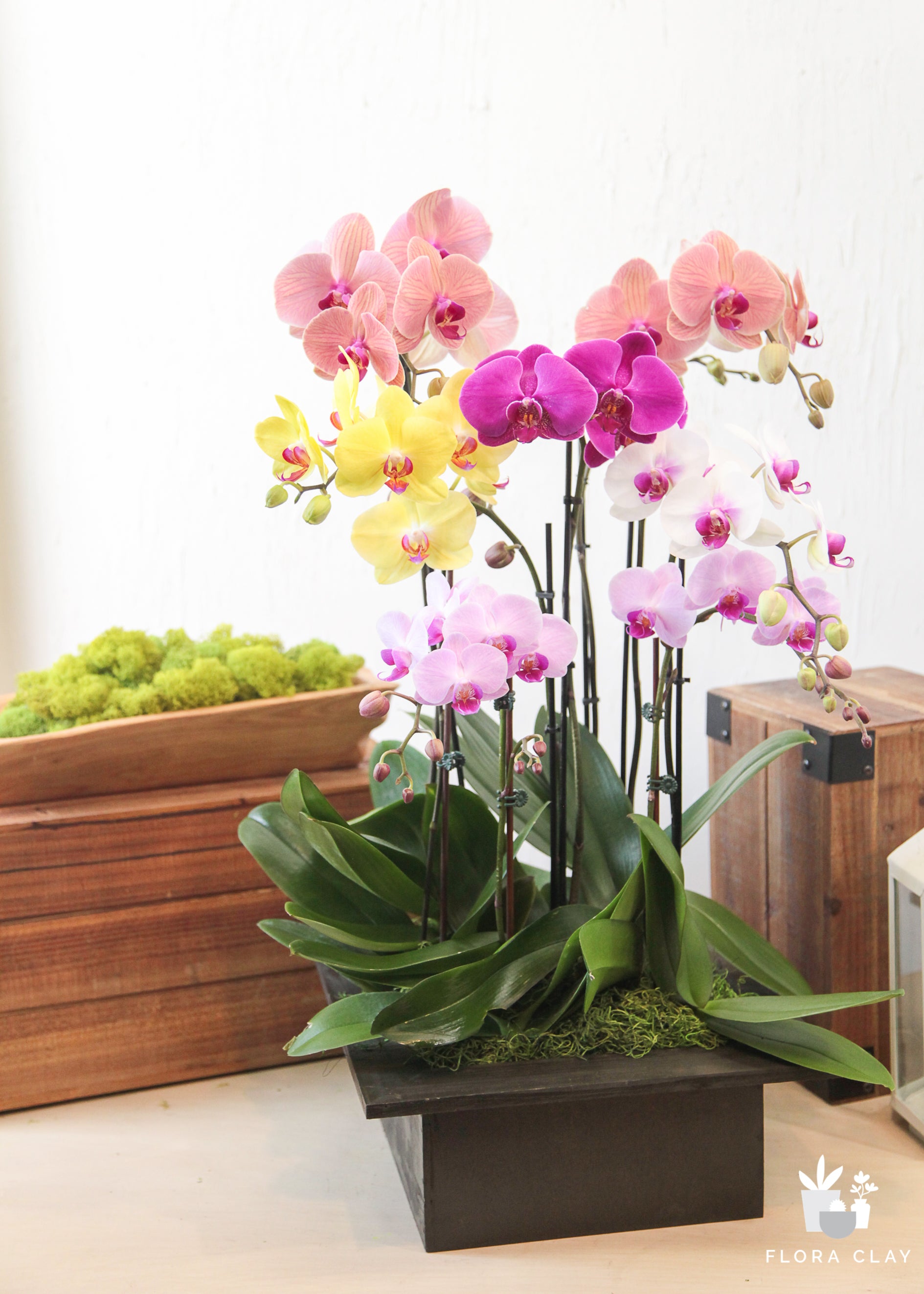 joyful-orchid-floraclay-5.jpg