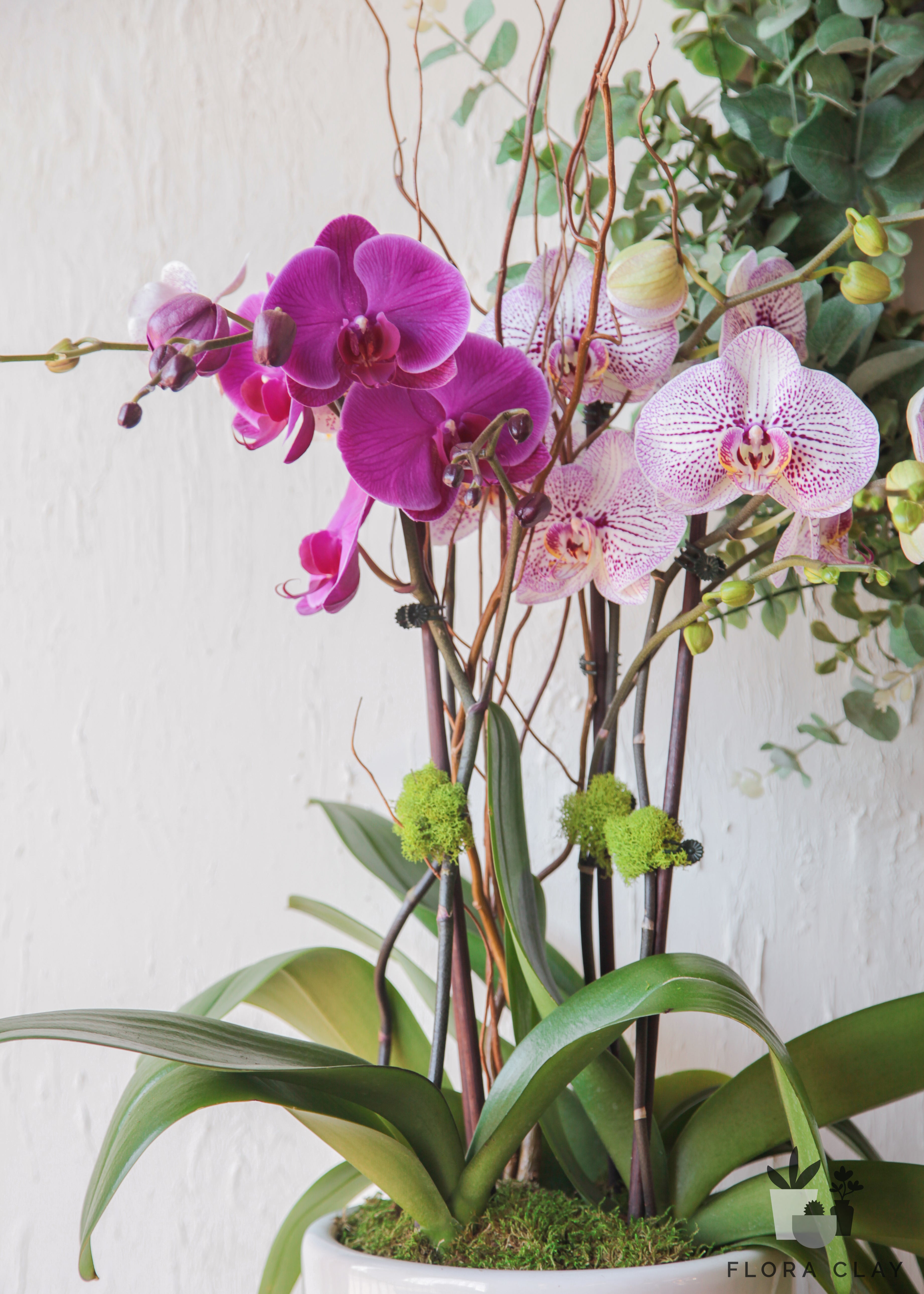 juliette-orchid-floraclay-2.jpg