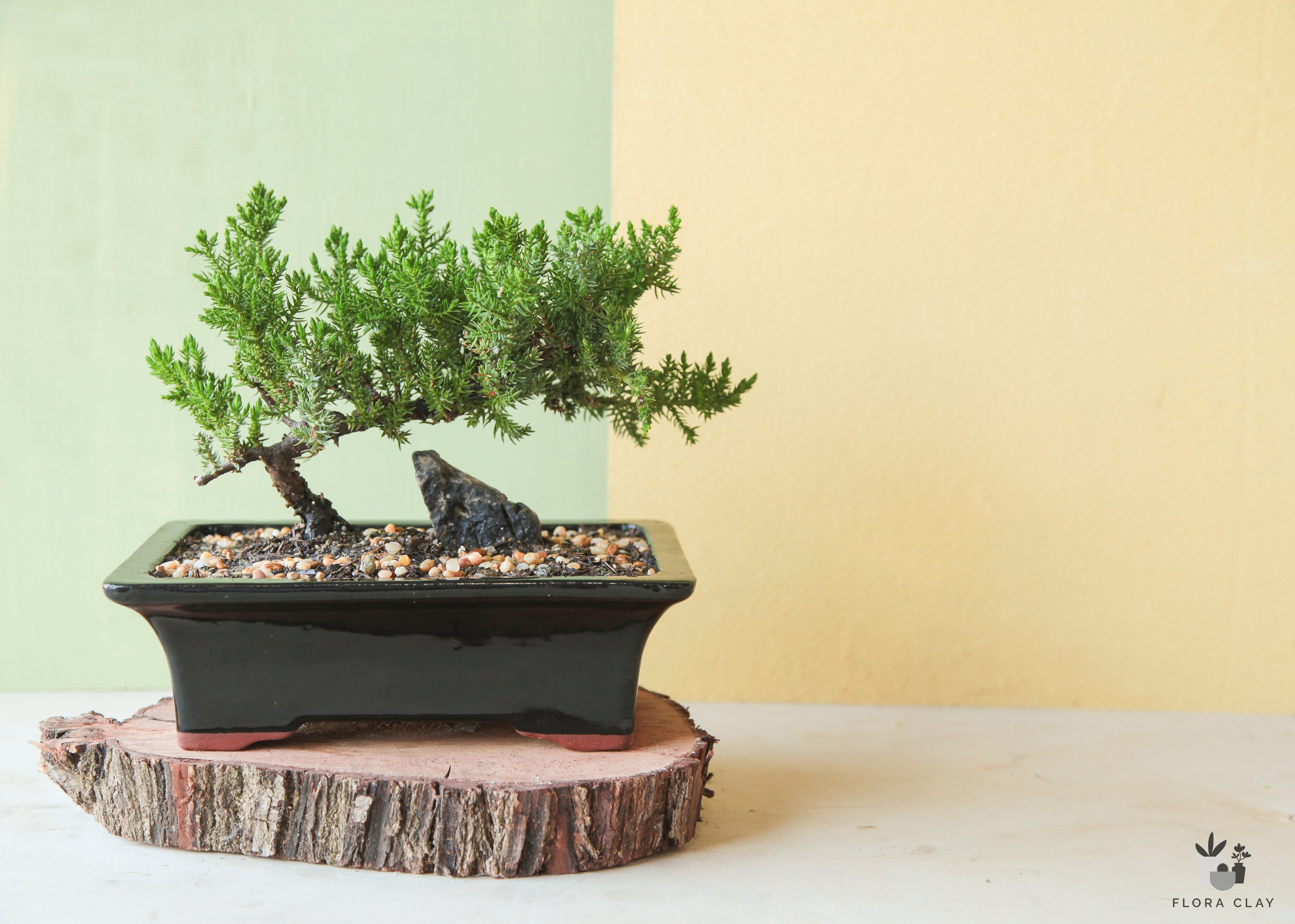 Medium Juniper Bonsai in Black Ceramic