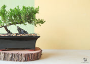 Medium Juniper Bonsai in Black Ceramic