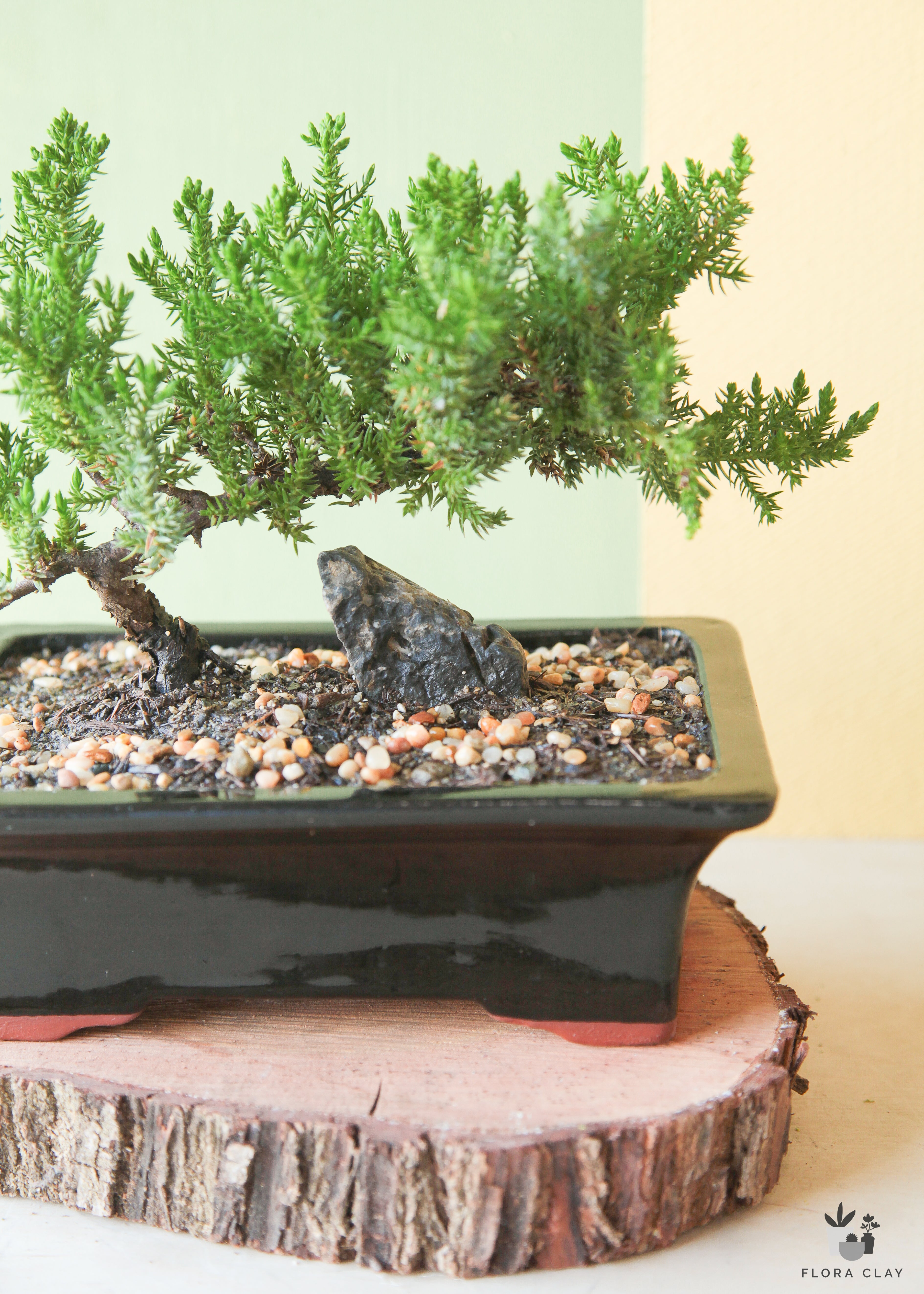 Medium Juniper Bonsai in Black Ceramic