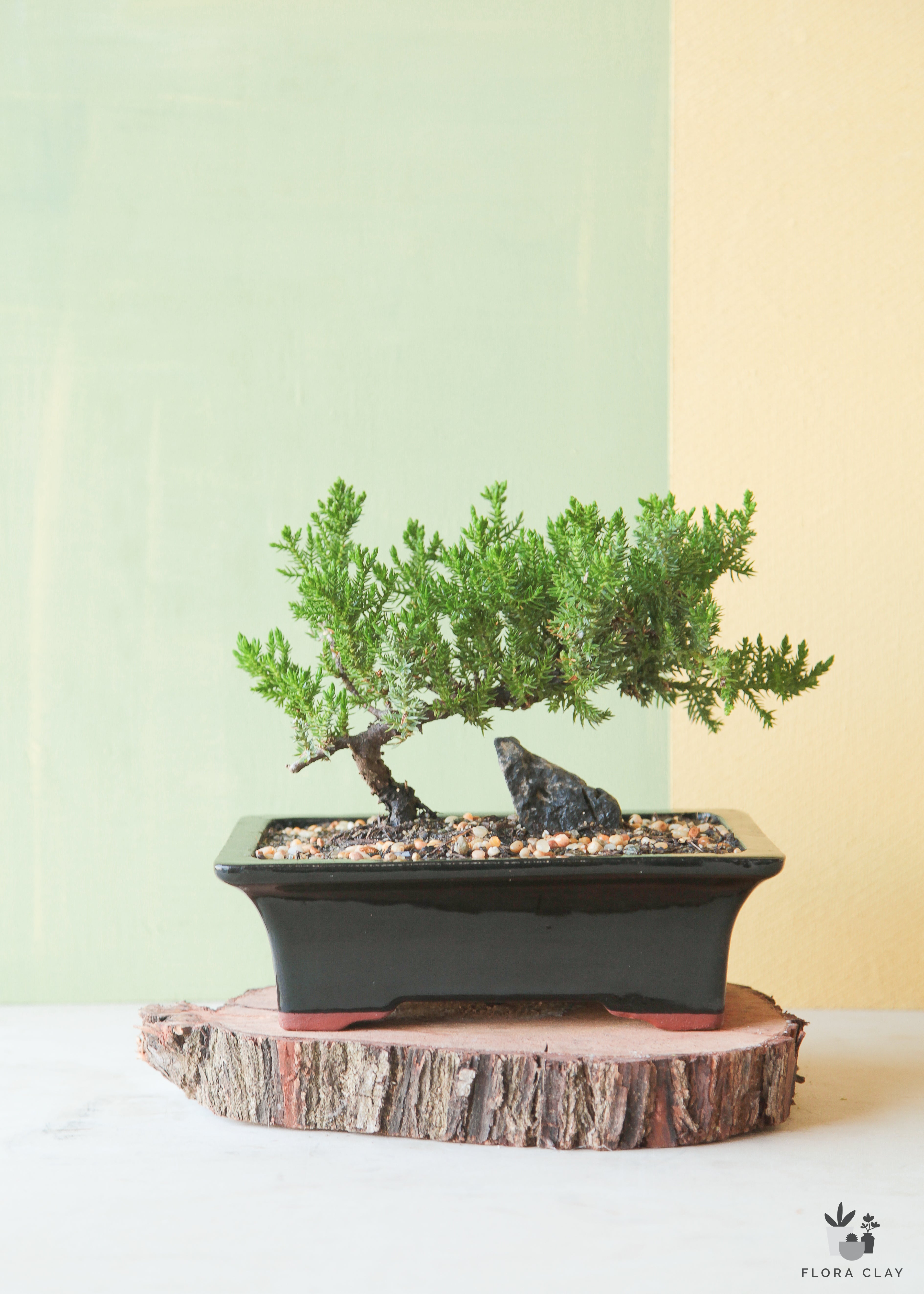 juniper-bonsai-black-ceramic-plant-floraclay-4.jpg