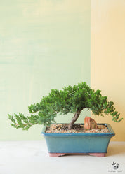 Medium Juniper Bonsai