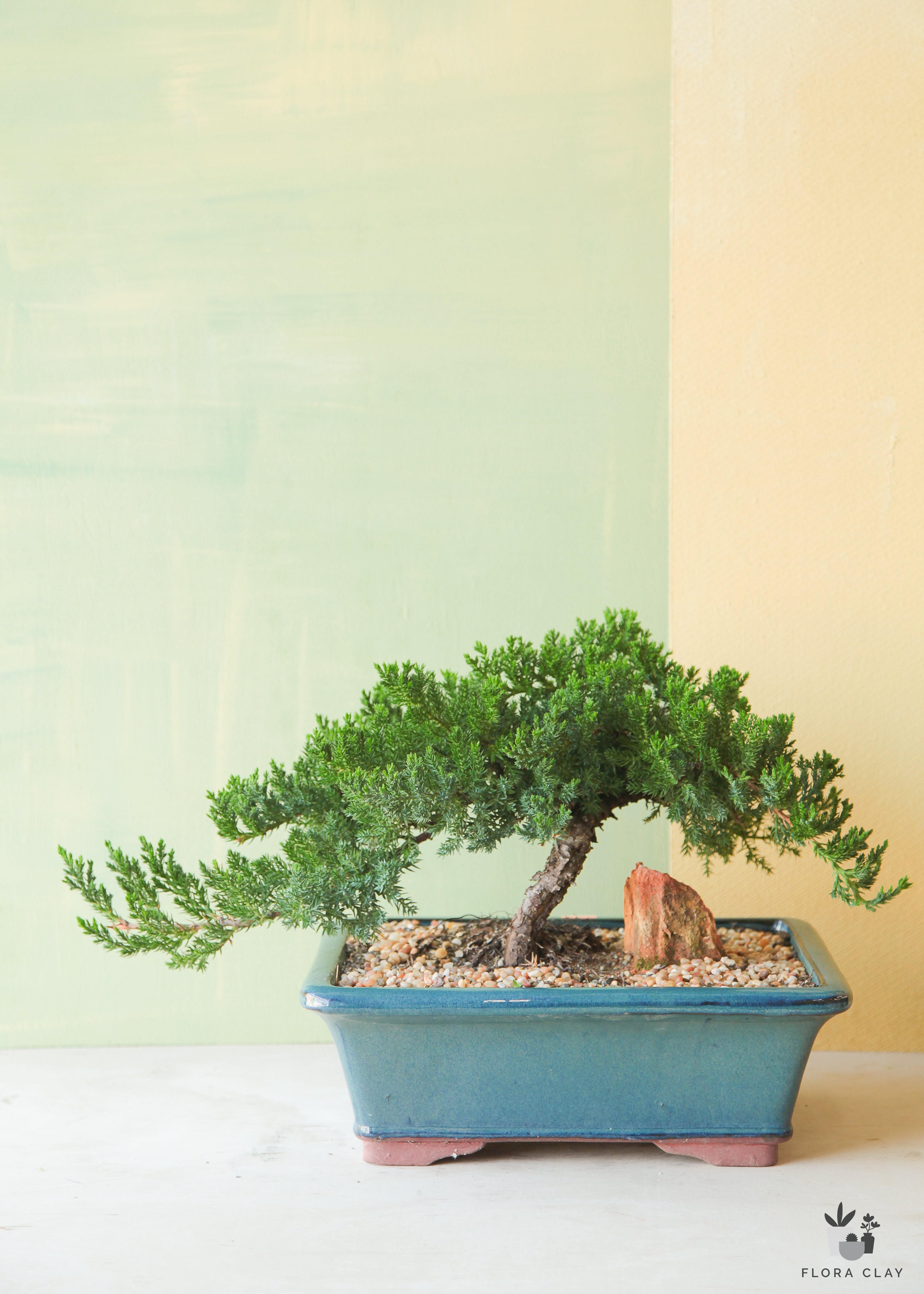 juniper-bonsai-square-ceramic-plant-floraclay-4.jpg