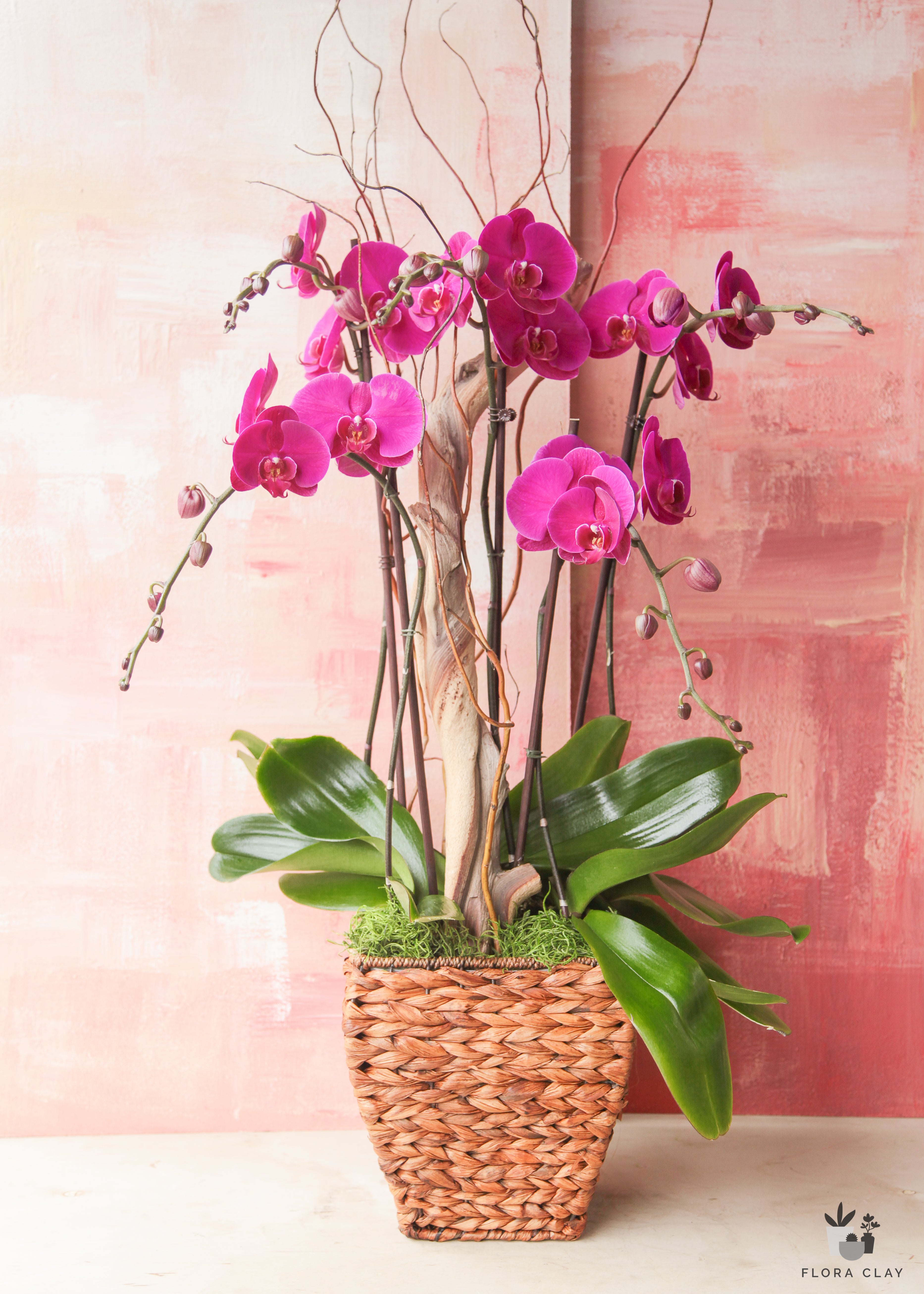 just-you-orchid-arrangement-floraclay-1.jpg
