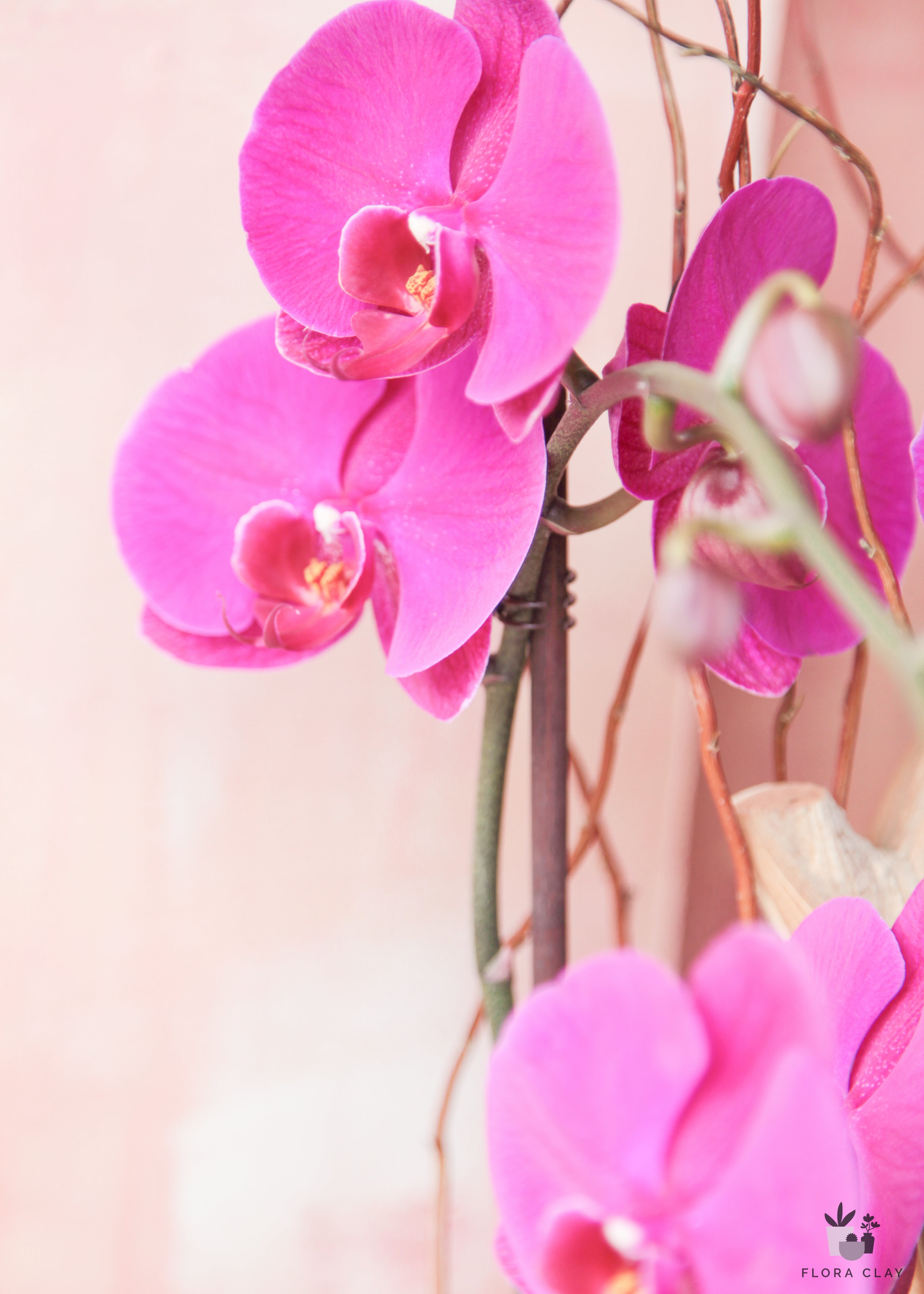 just-you-orchid-arrangement-floraclay-3.jpg