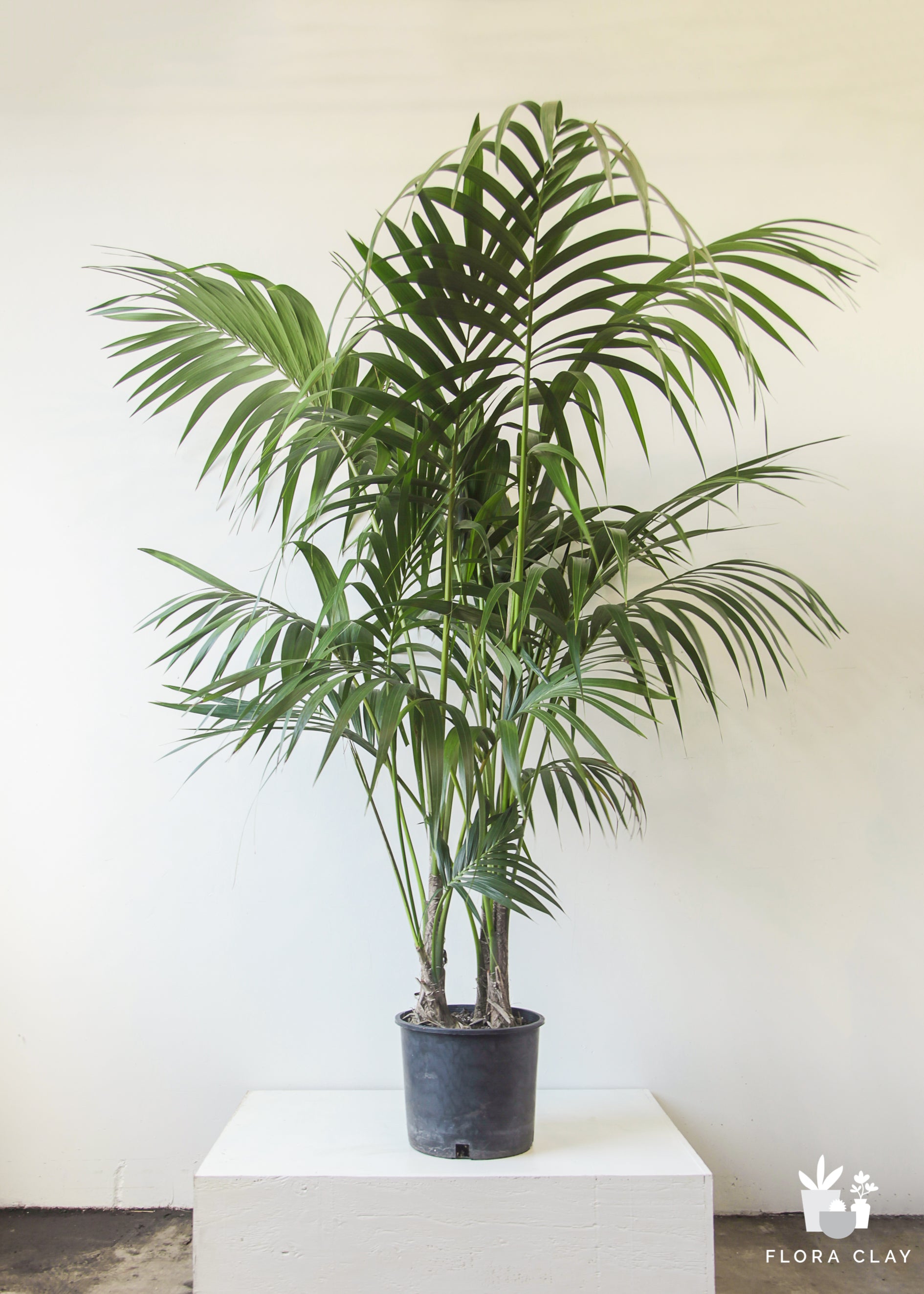 kentia-palm-1.jpg