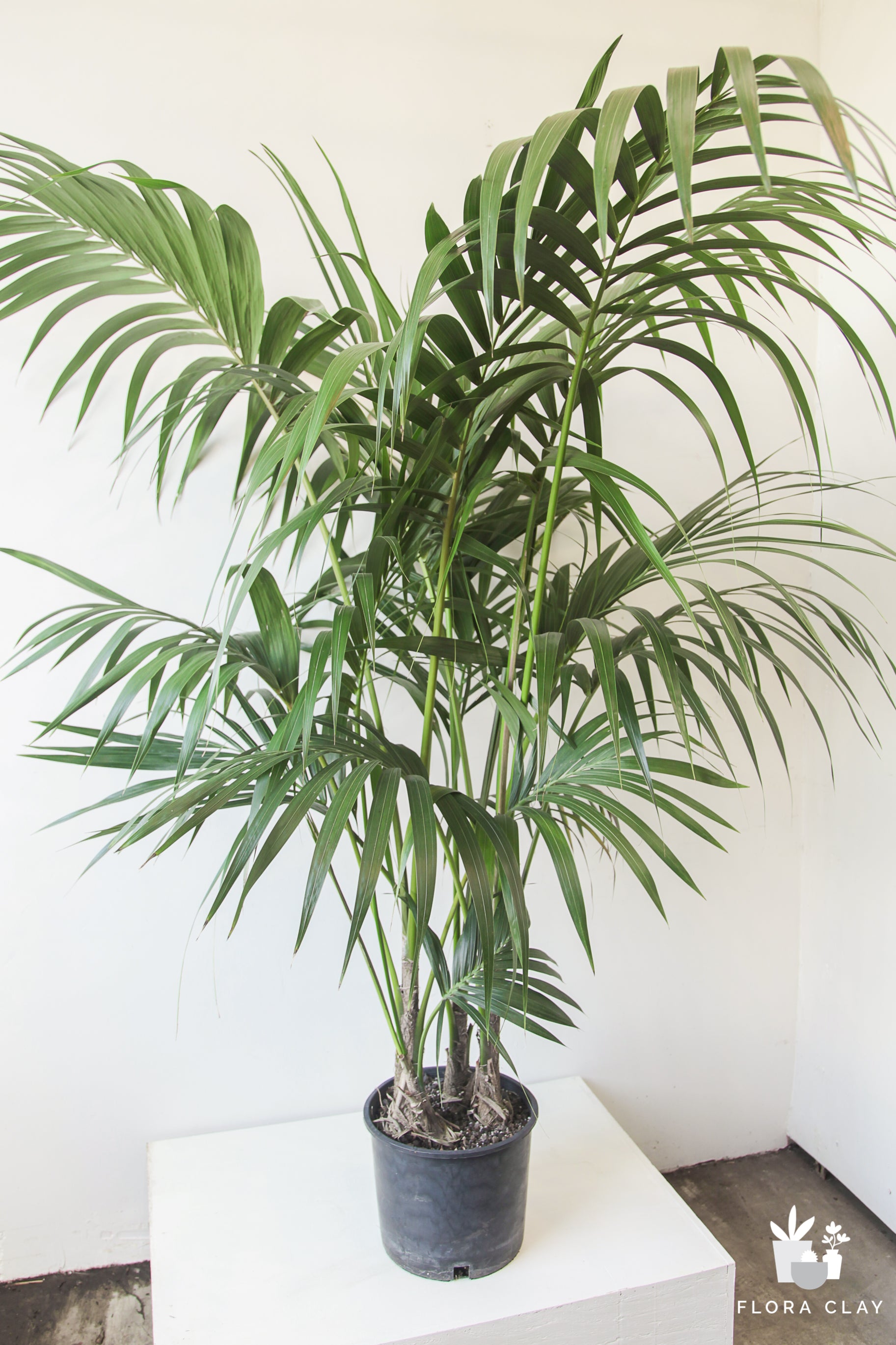 L/XL Kentia Palm