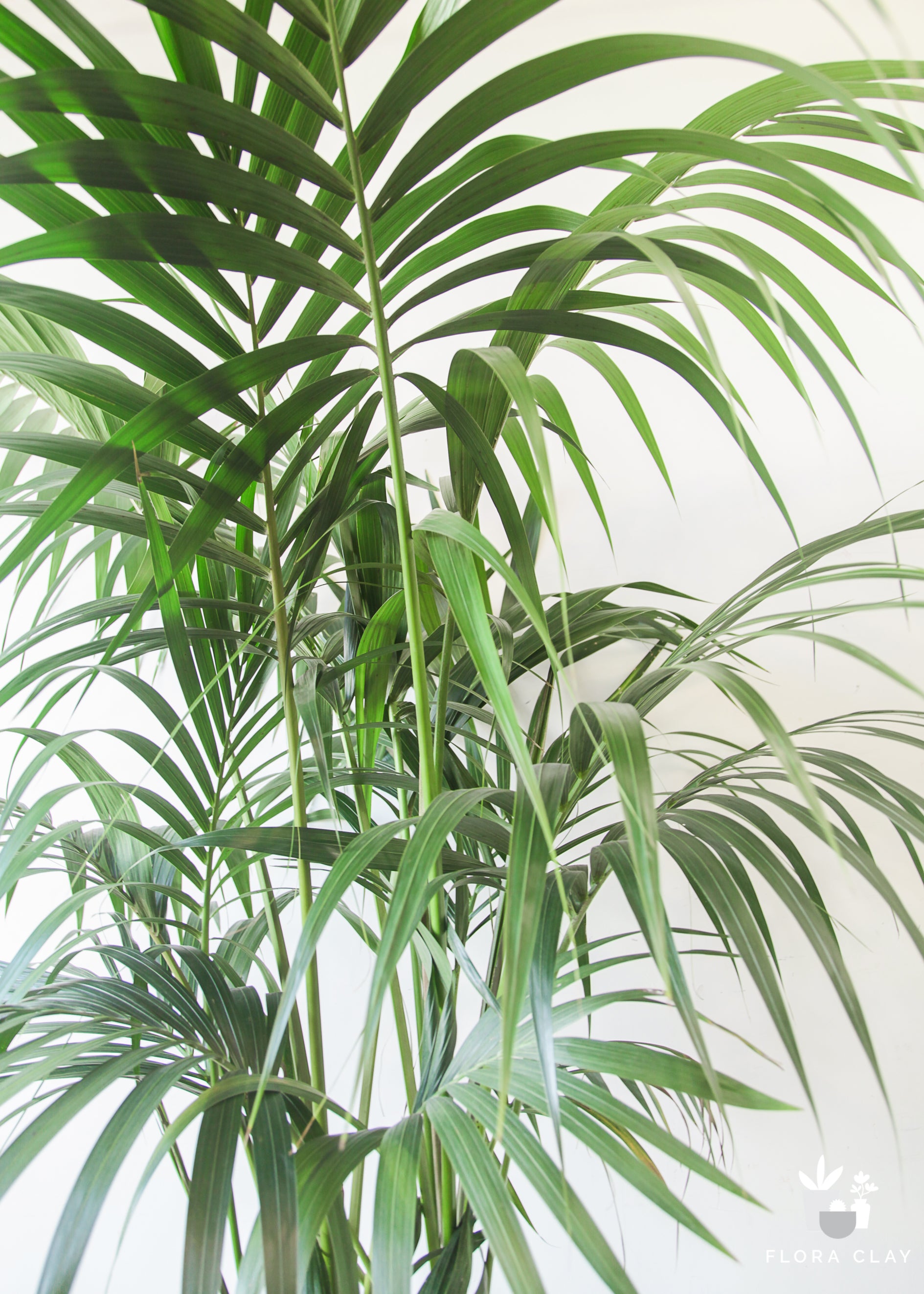 kentia-palm-3.jpg