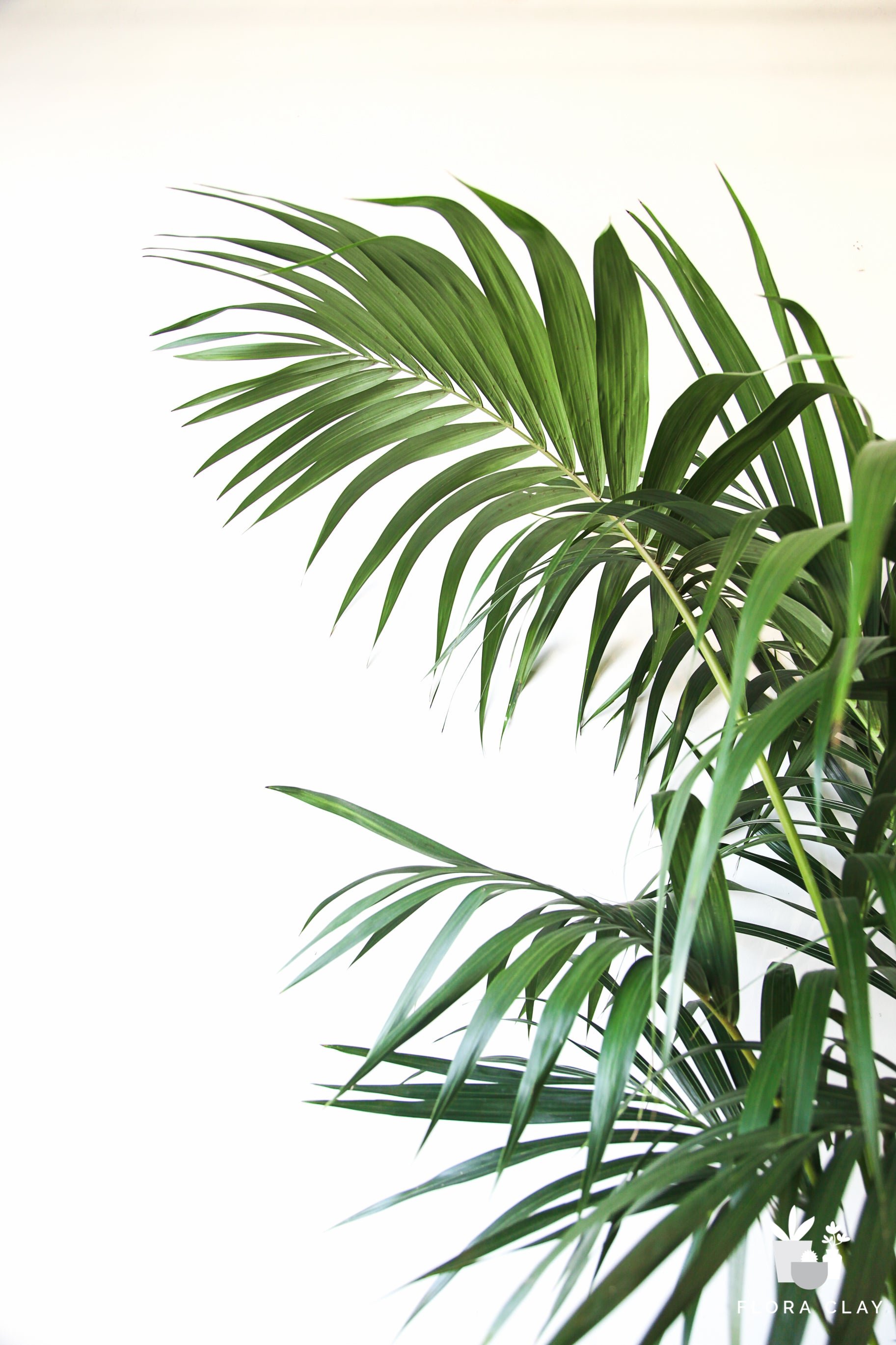 L/XL Kentia Palm