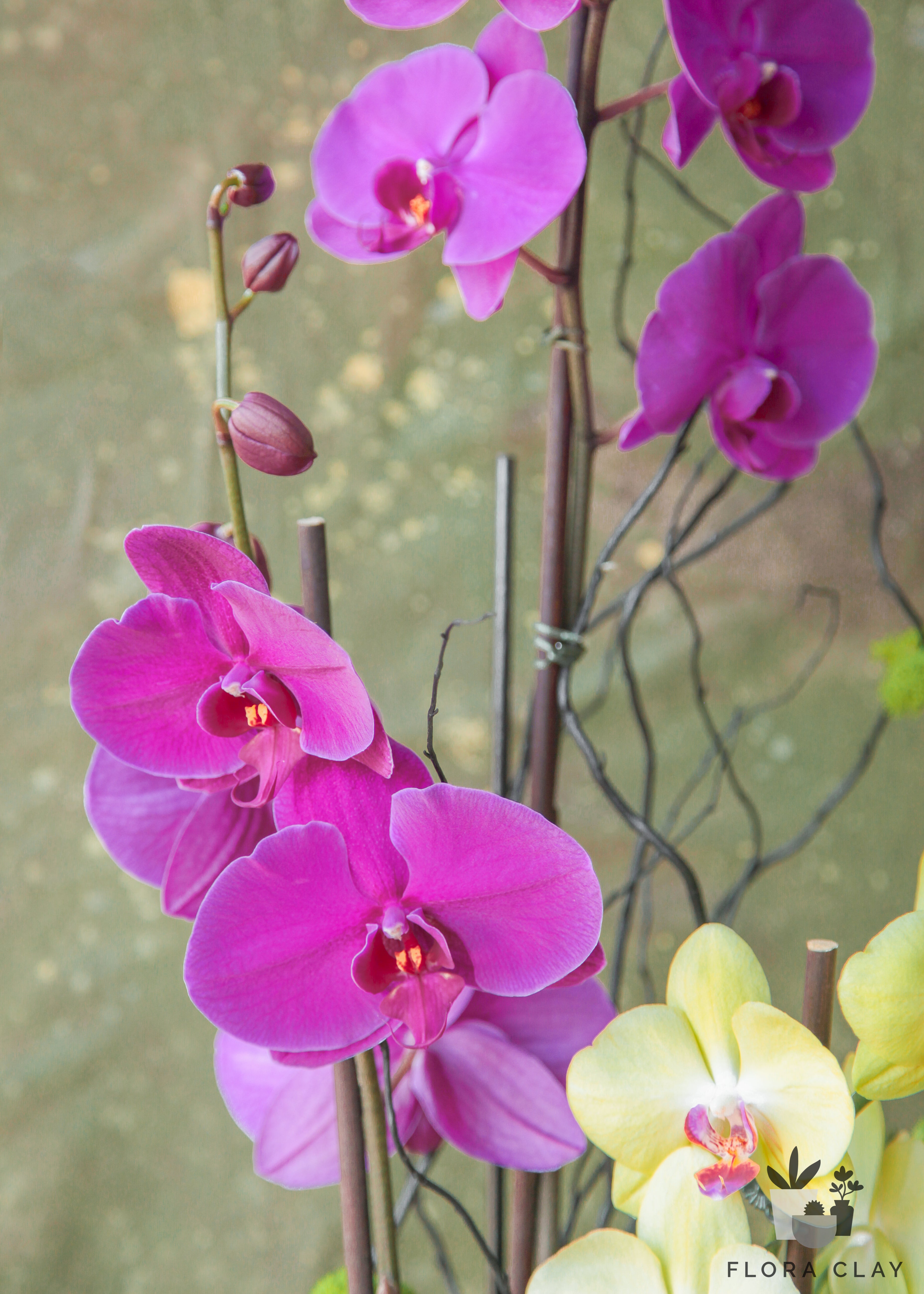 la-jolla-orchid-arrangement-floraclay-2.jpg