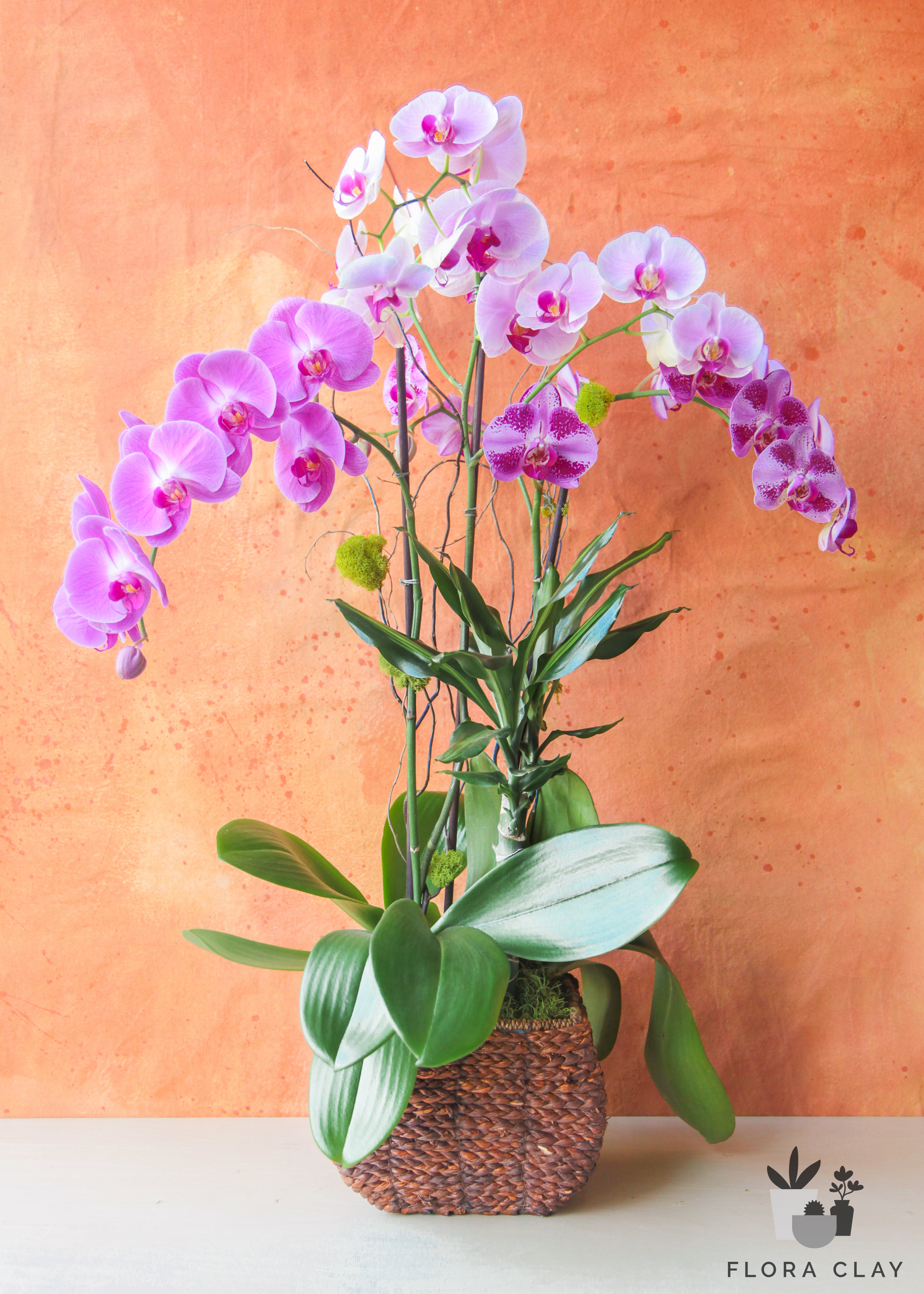 late-harvest-orchid-arrangement-floraclay-1.jpg