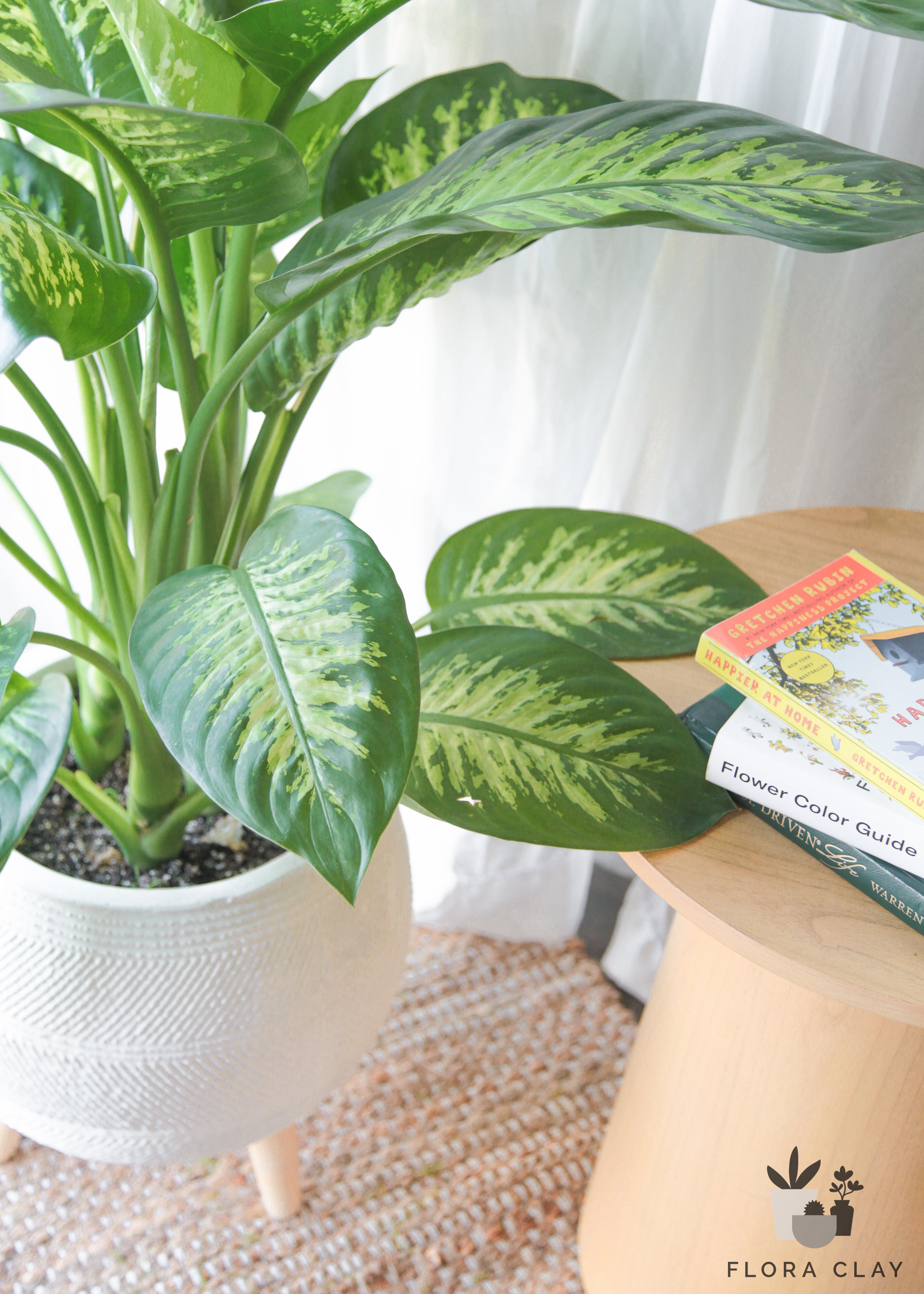 dieffenbachia leopard Leopard