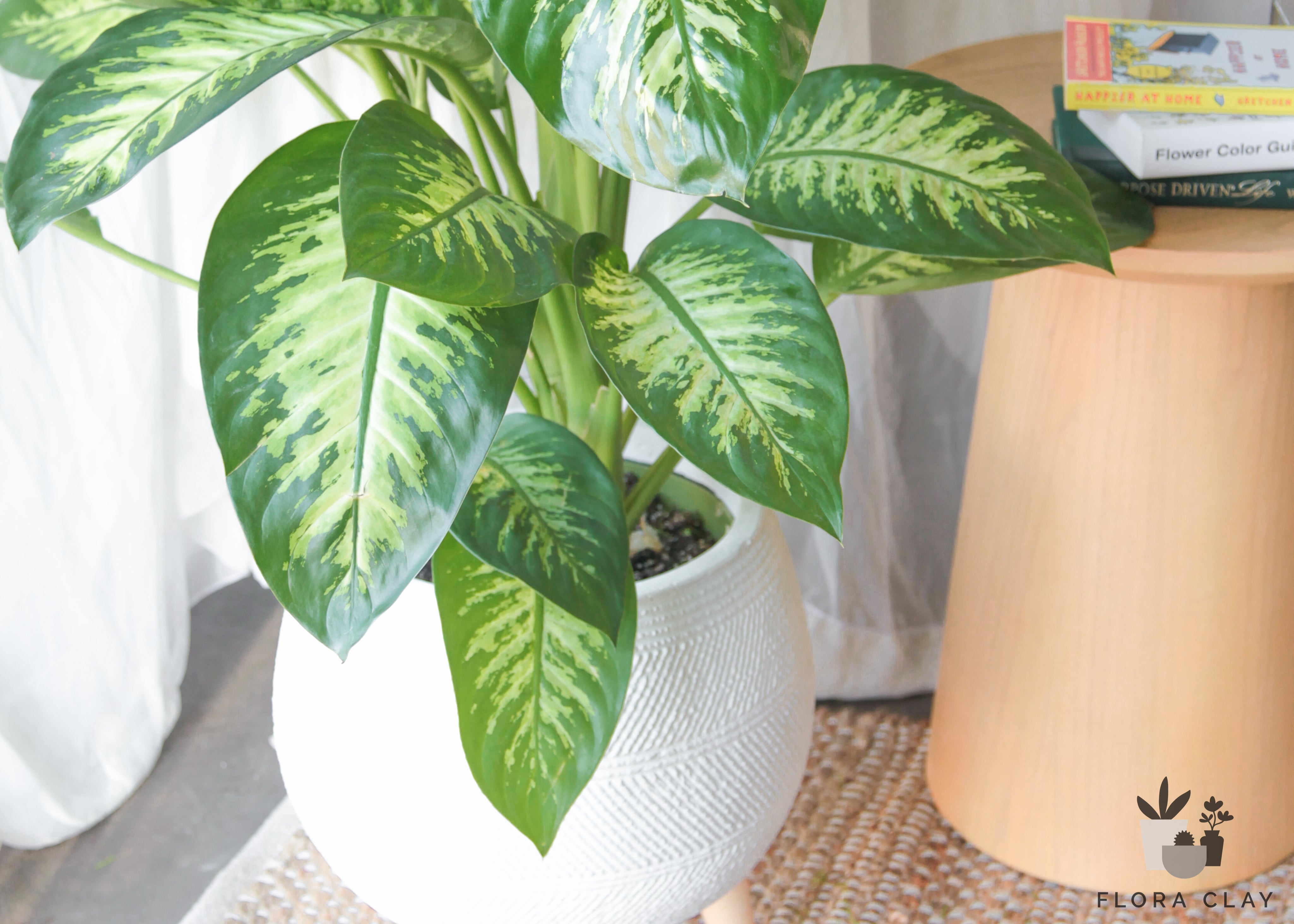 leopard plant indoor care Leopard