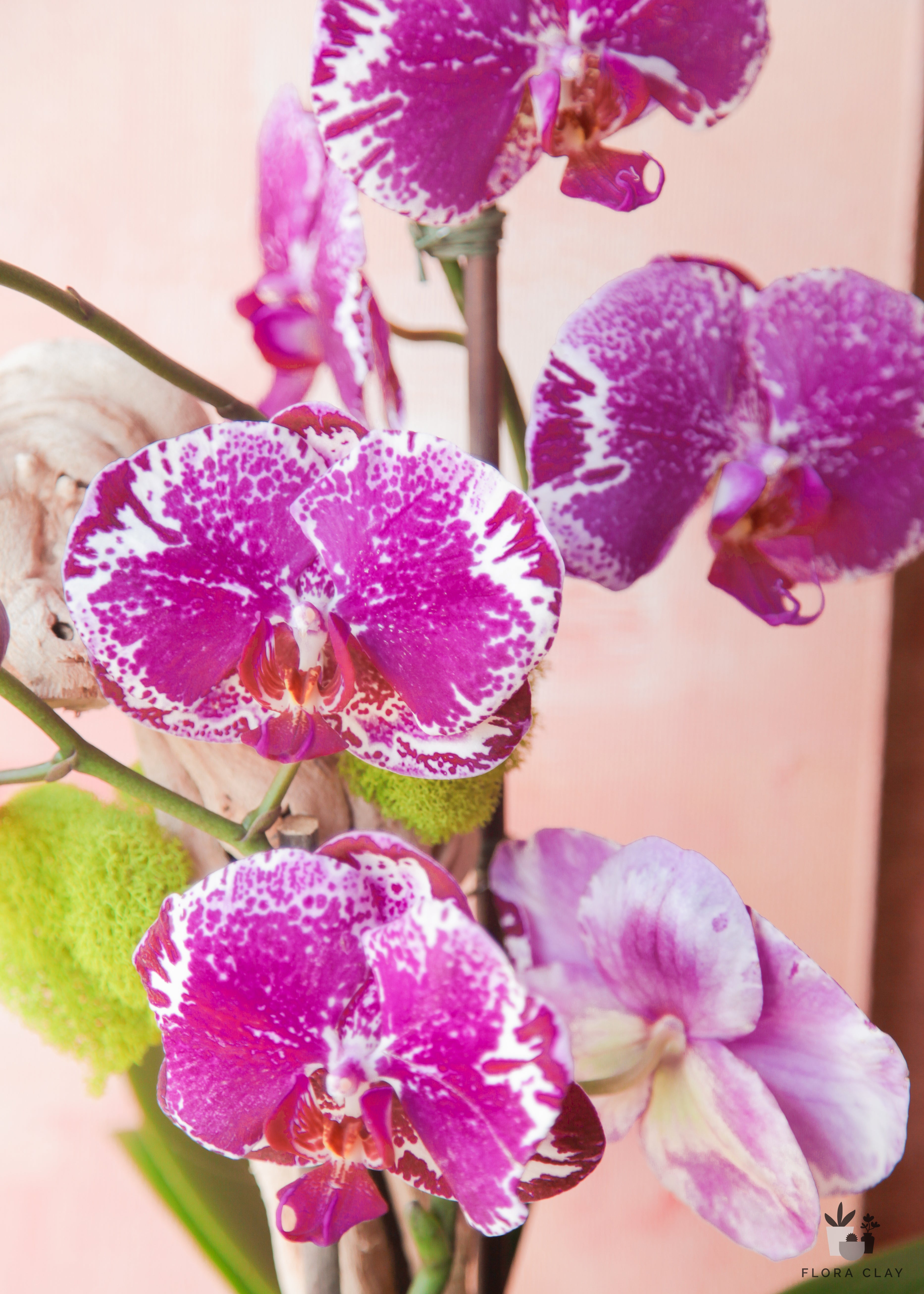 Love Letter | Orchid Arrangements – FLORA CLAY