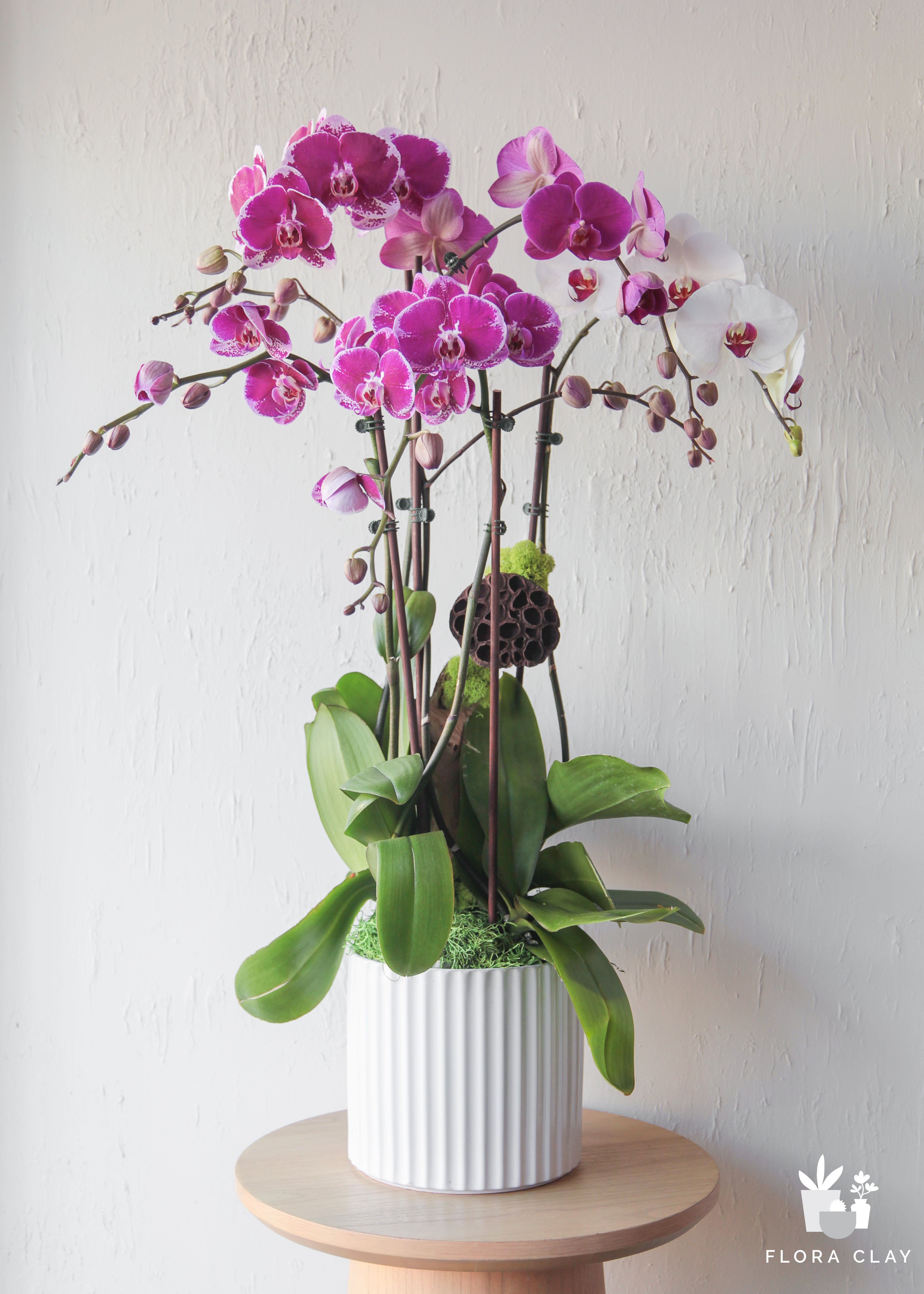 love-song-orchid-floraclay-1.jpg