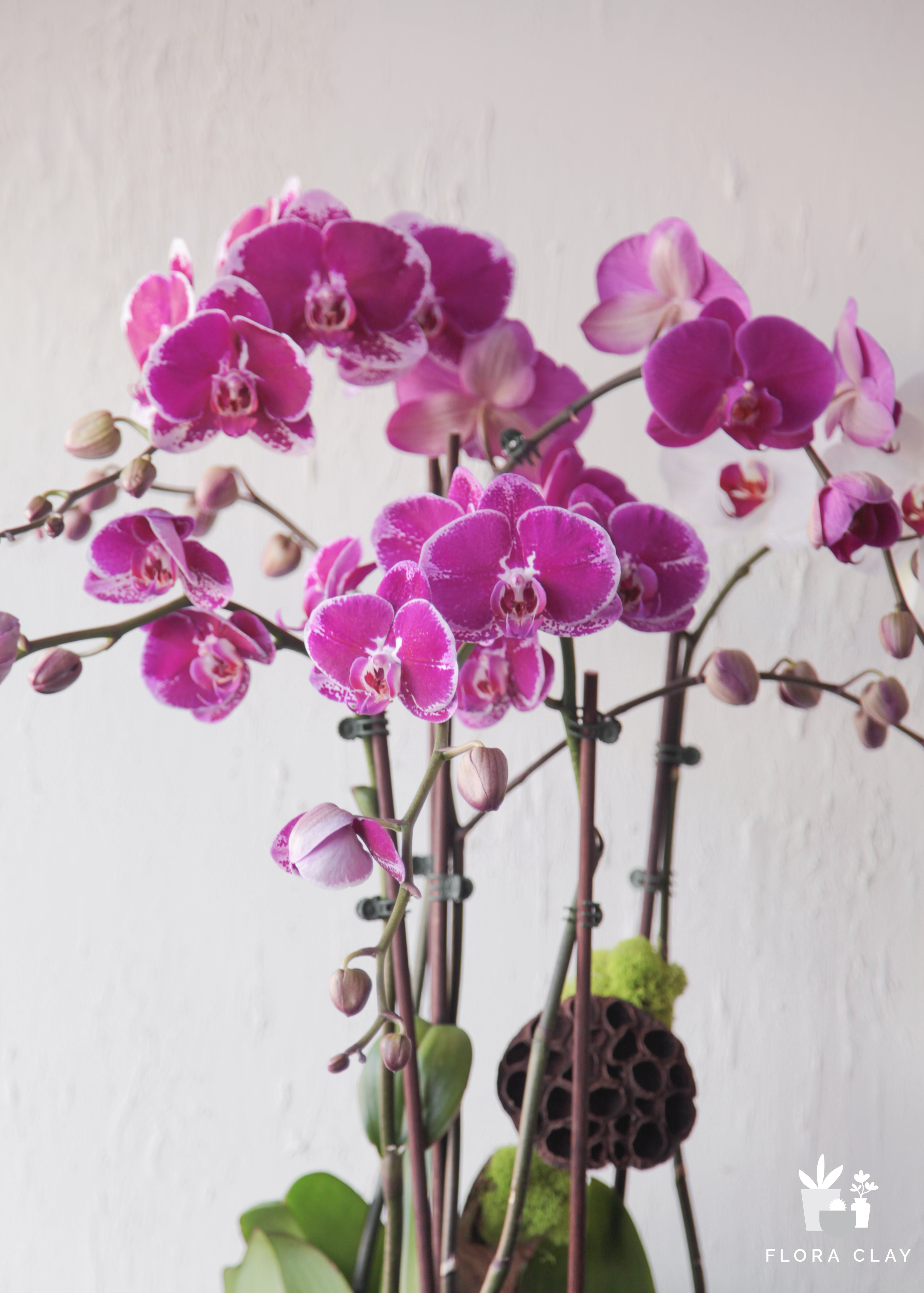 love-song-orchid-floraclay-3.jpg