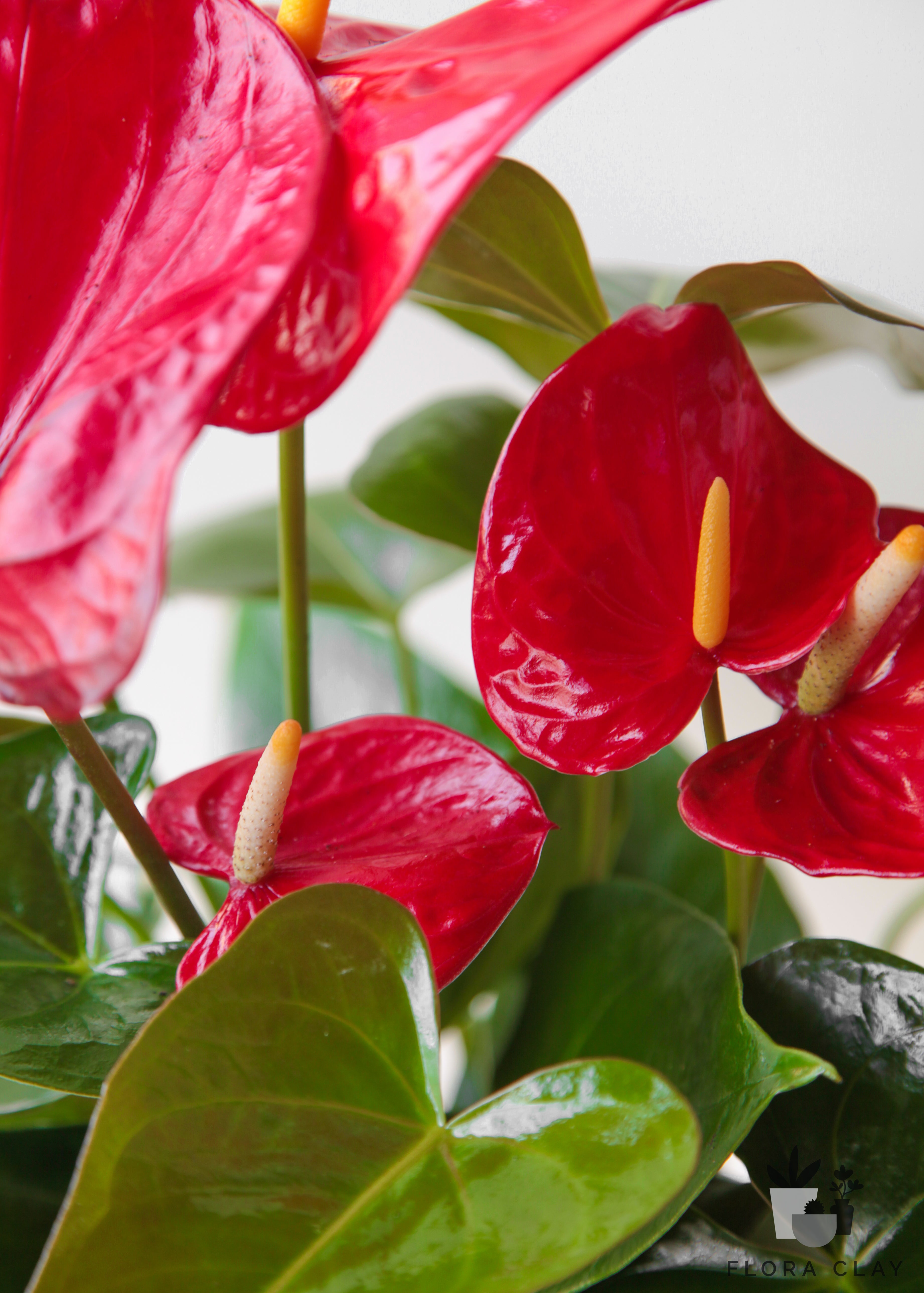 lucky-heart-orchid-arrangement-floraclay-4.jpg