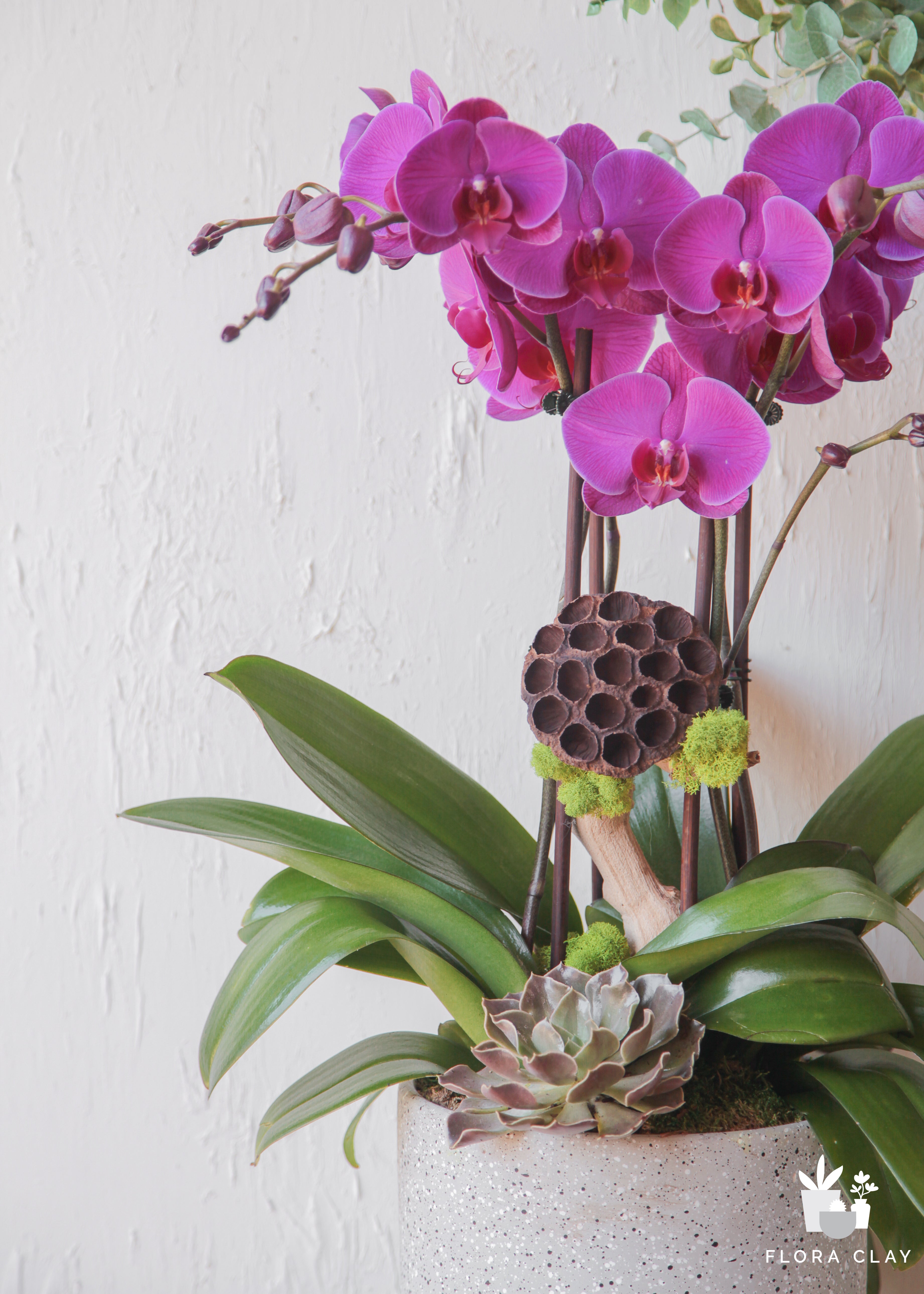 malbec-orchid-floraclay-2.jpg
