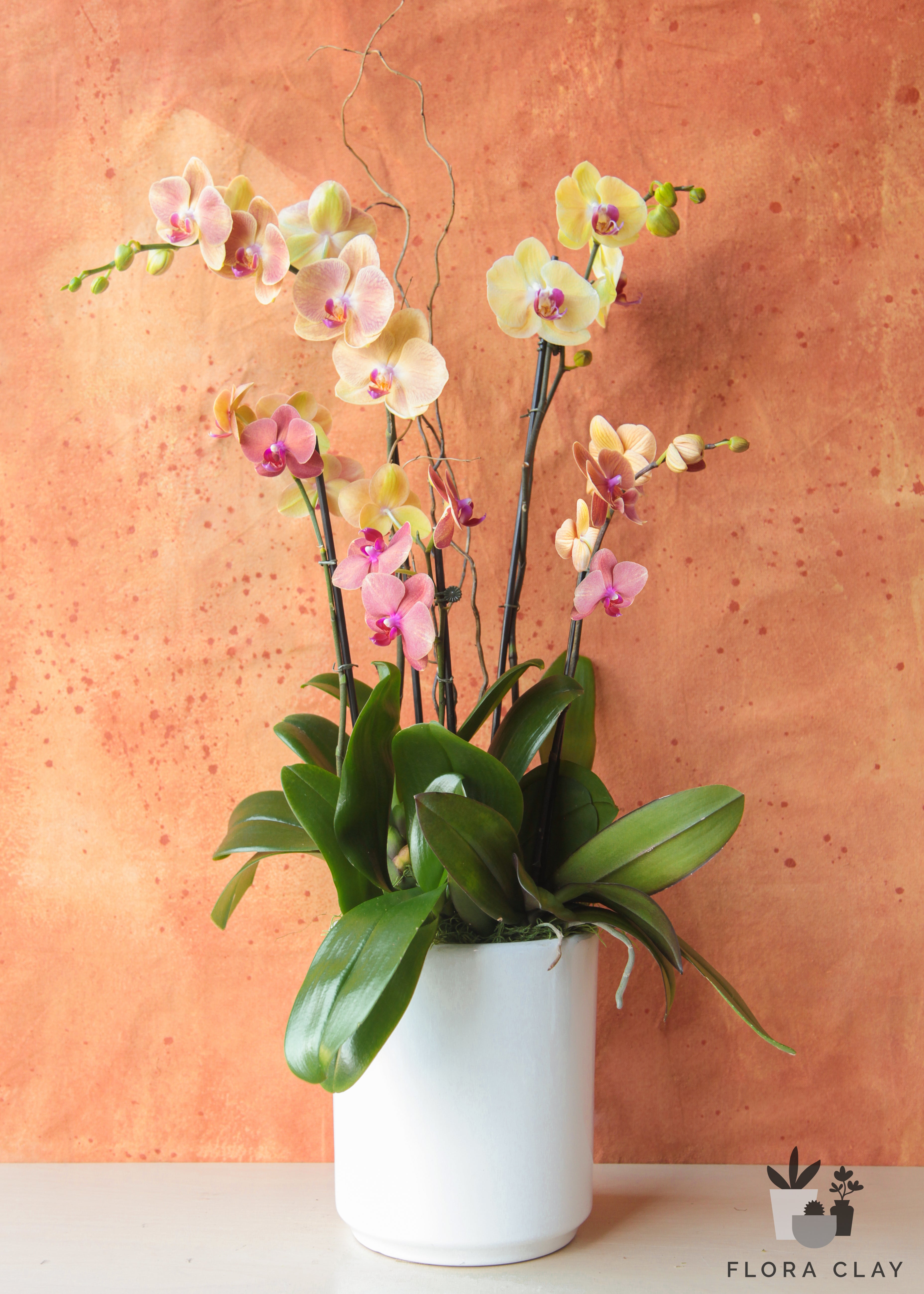 mariposa-orchid-arrangement-floraclay-1.jpg