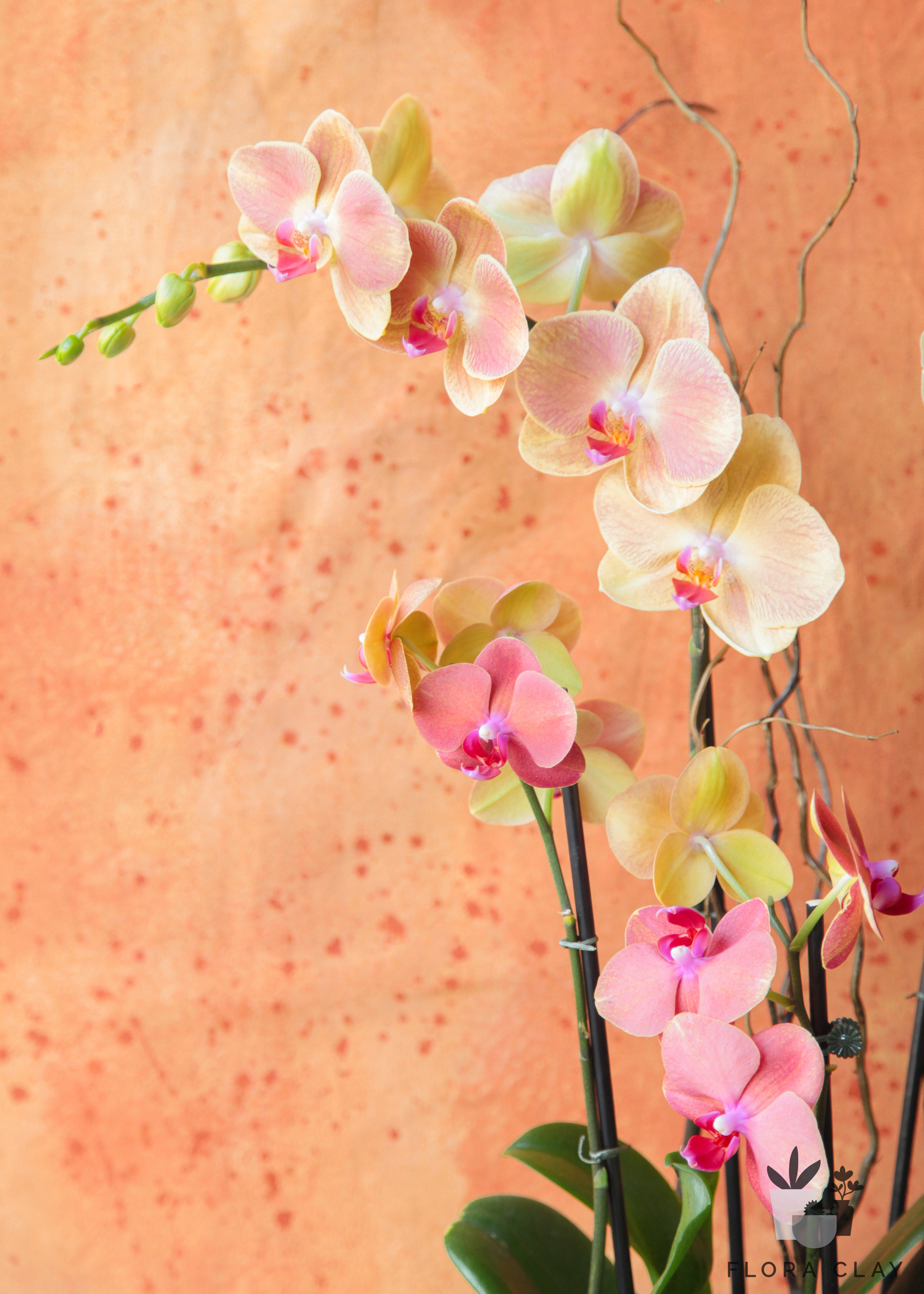mariposa-orchid-arrangement-floraclay-3.jpg
