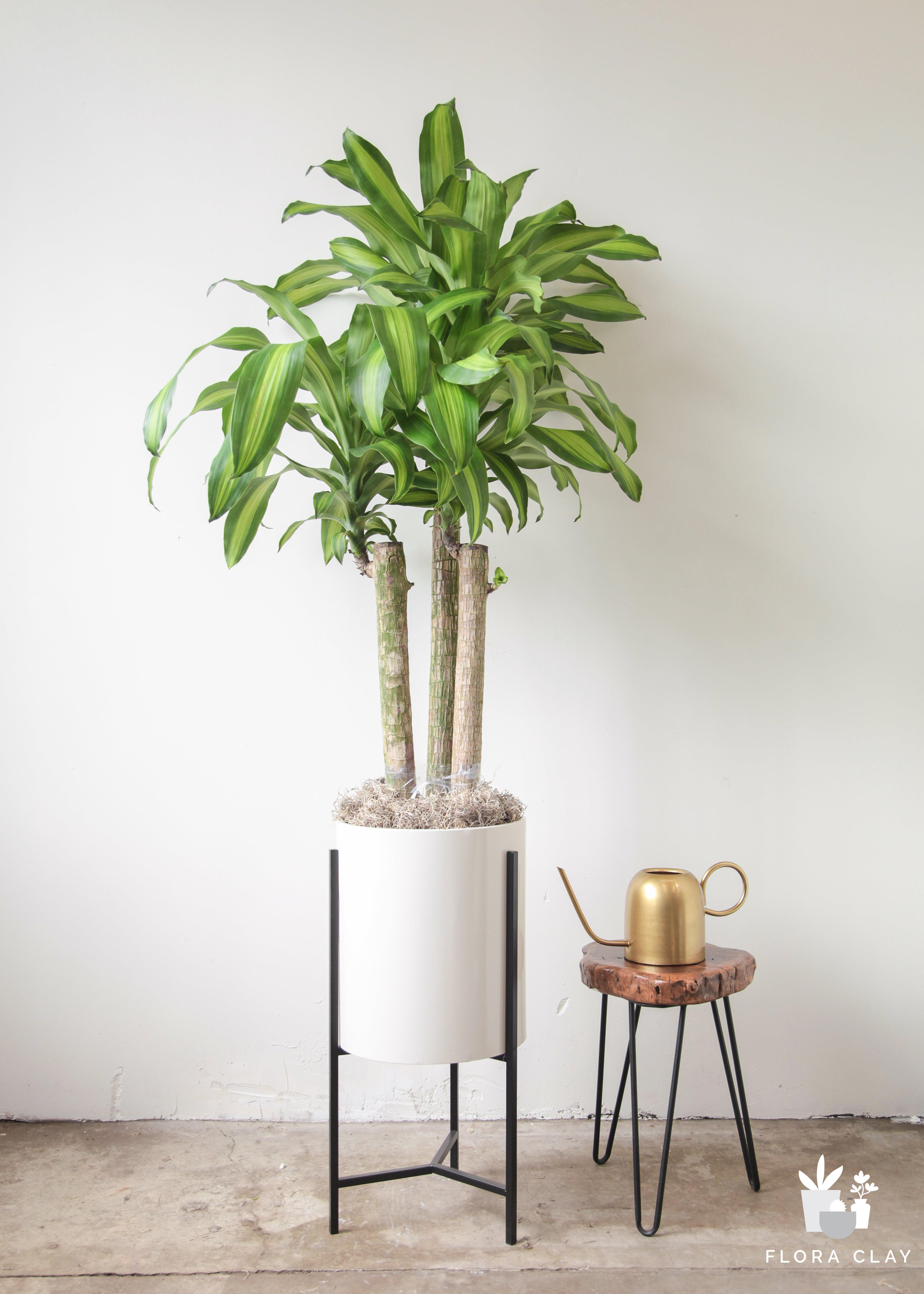massy-plant-arrangement-floraclay-1.jpg