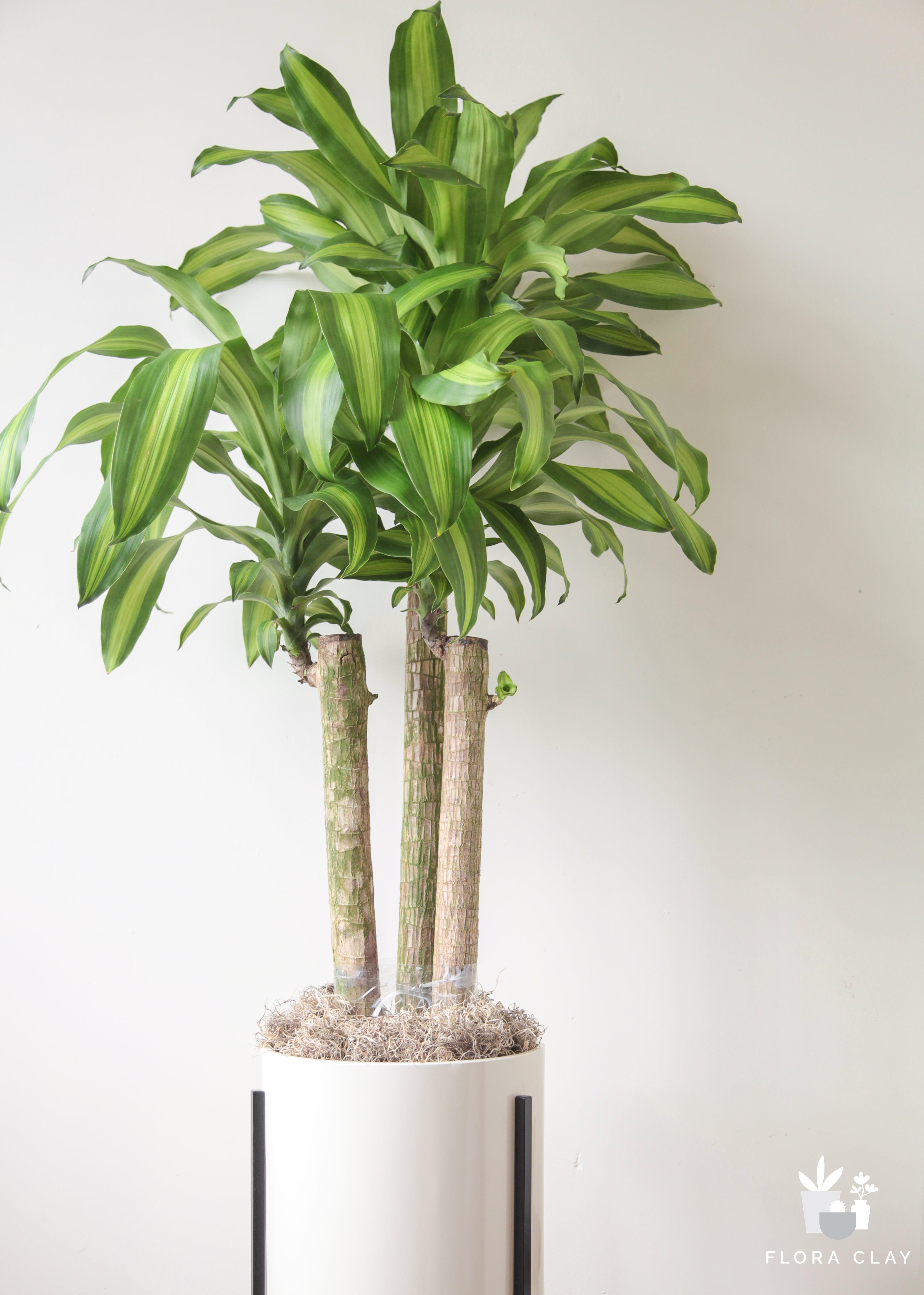 massy-plant-arrangement-floraclay-2.jpg