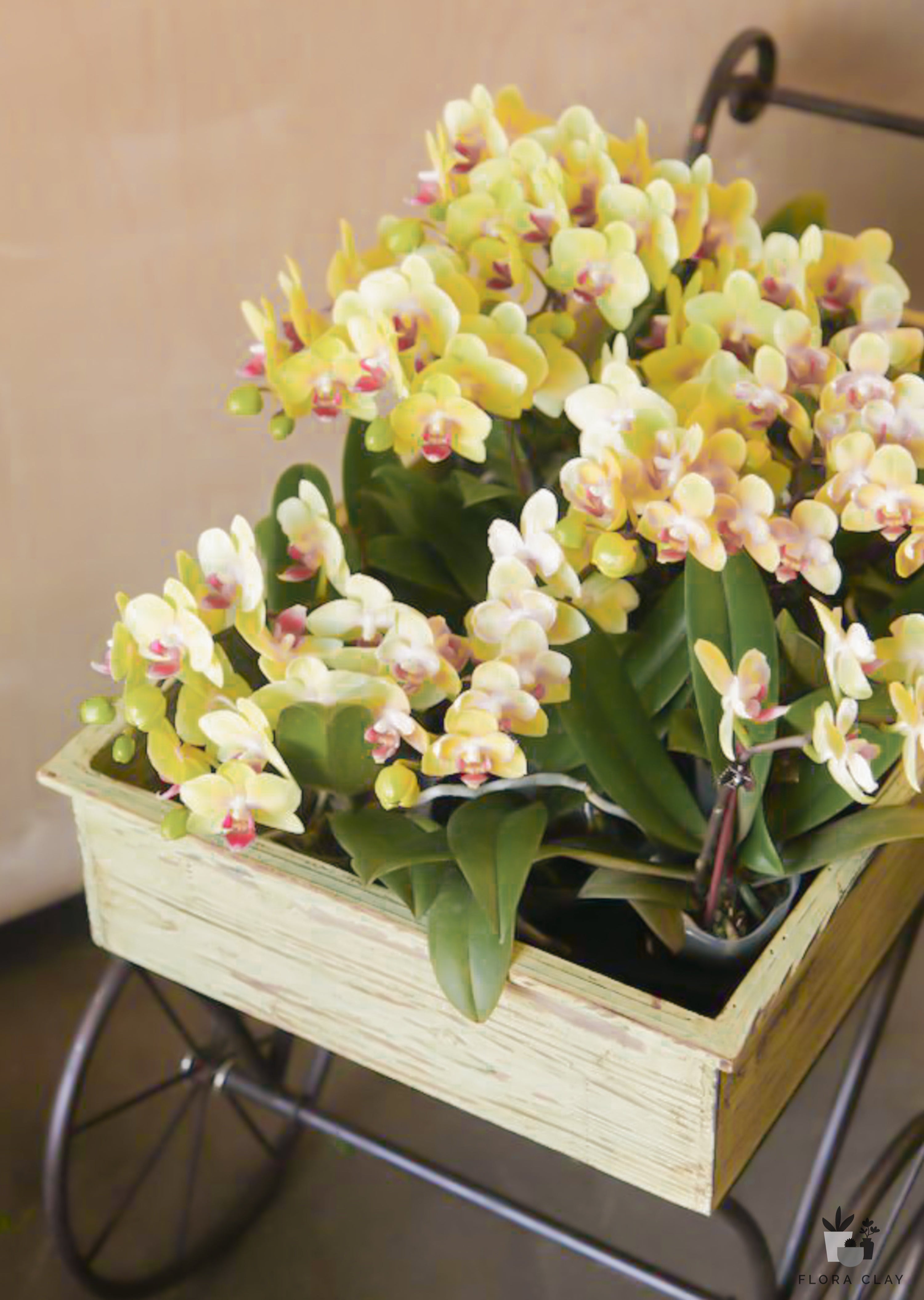 Mini Orchids 15 POTS