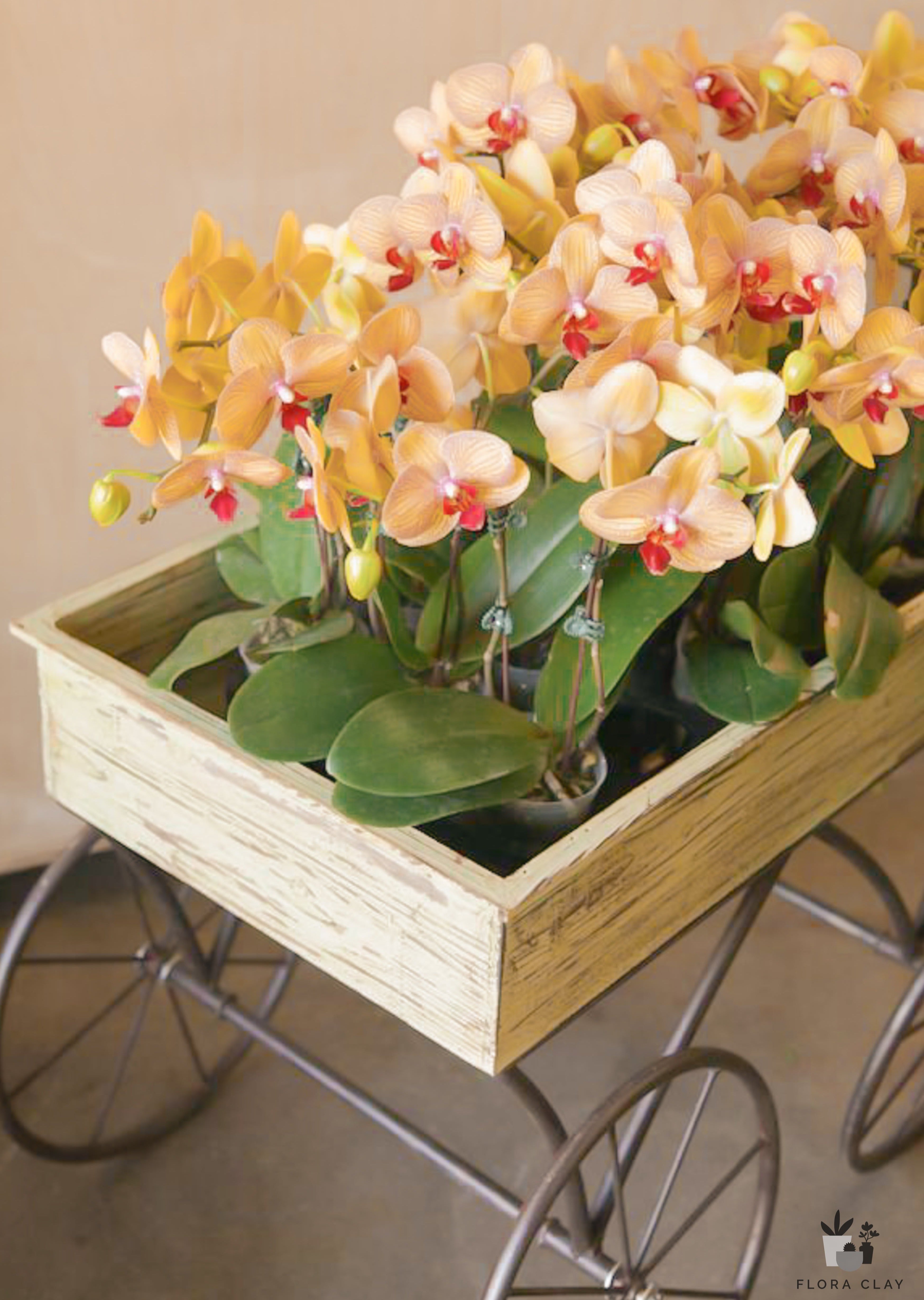 Mini Orchids 15 POTS